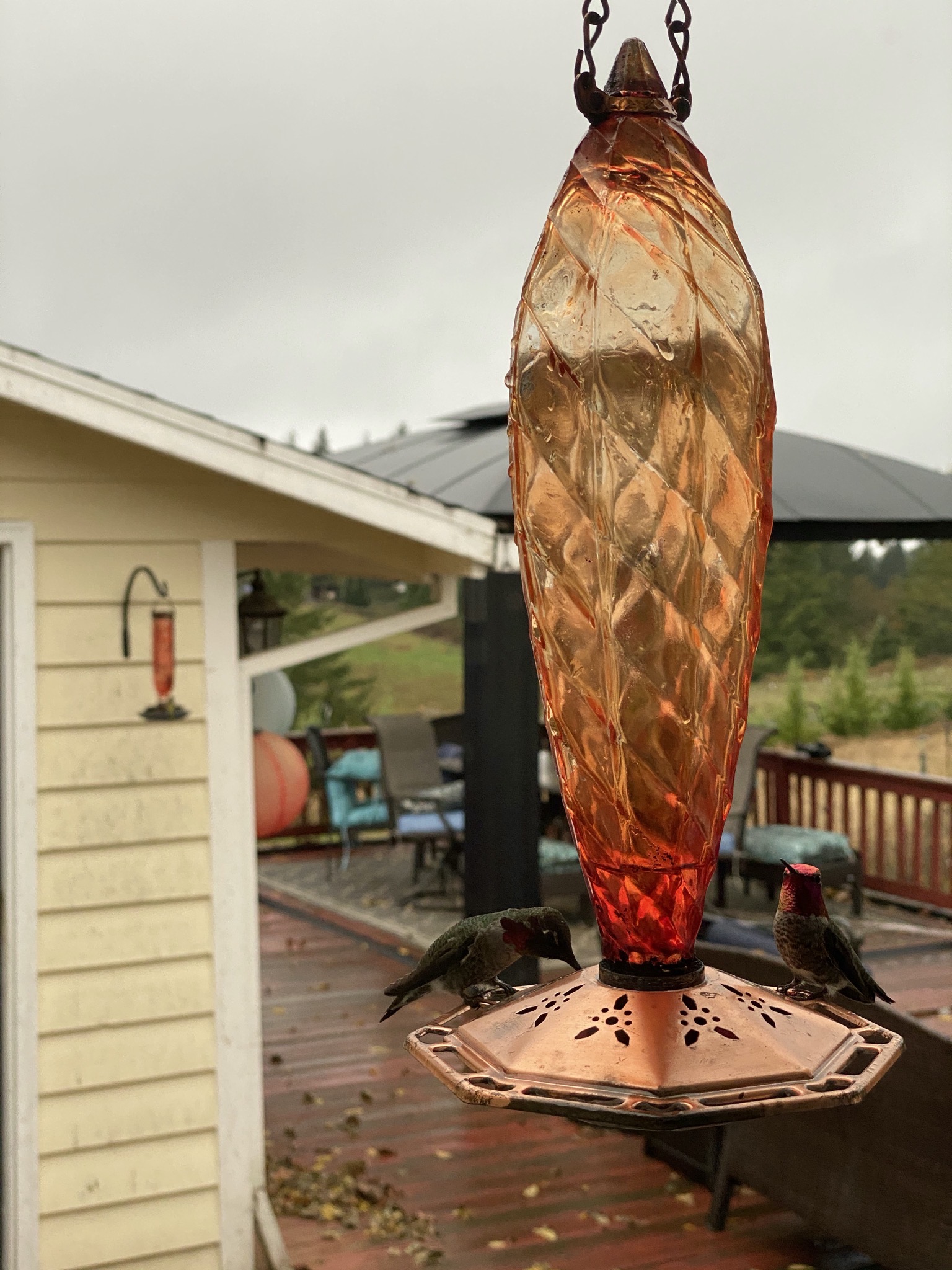 Hummingbirds