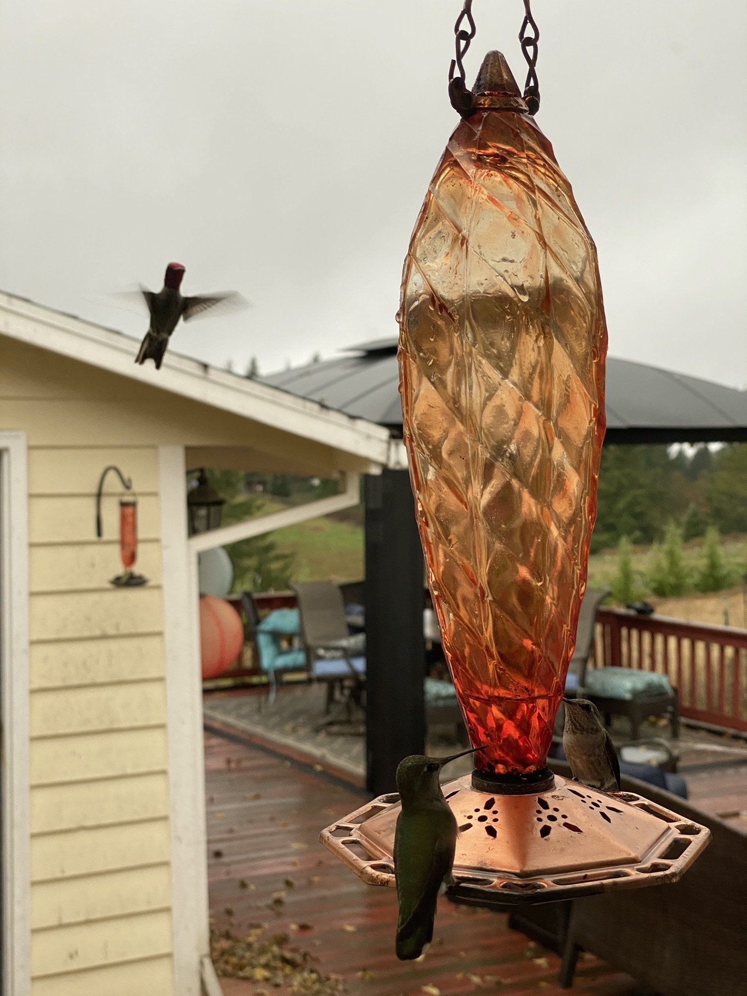 Hummingbirds