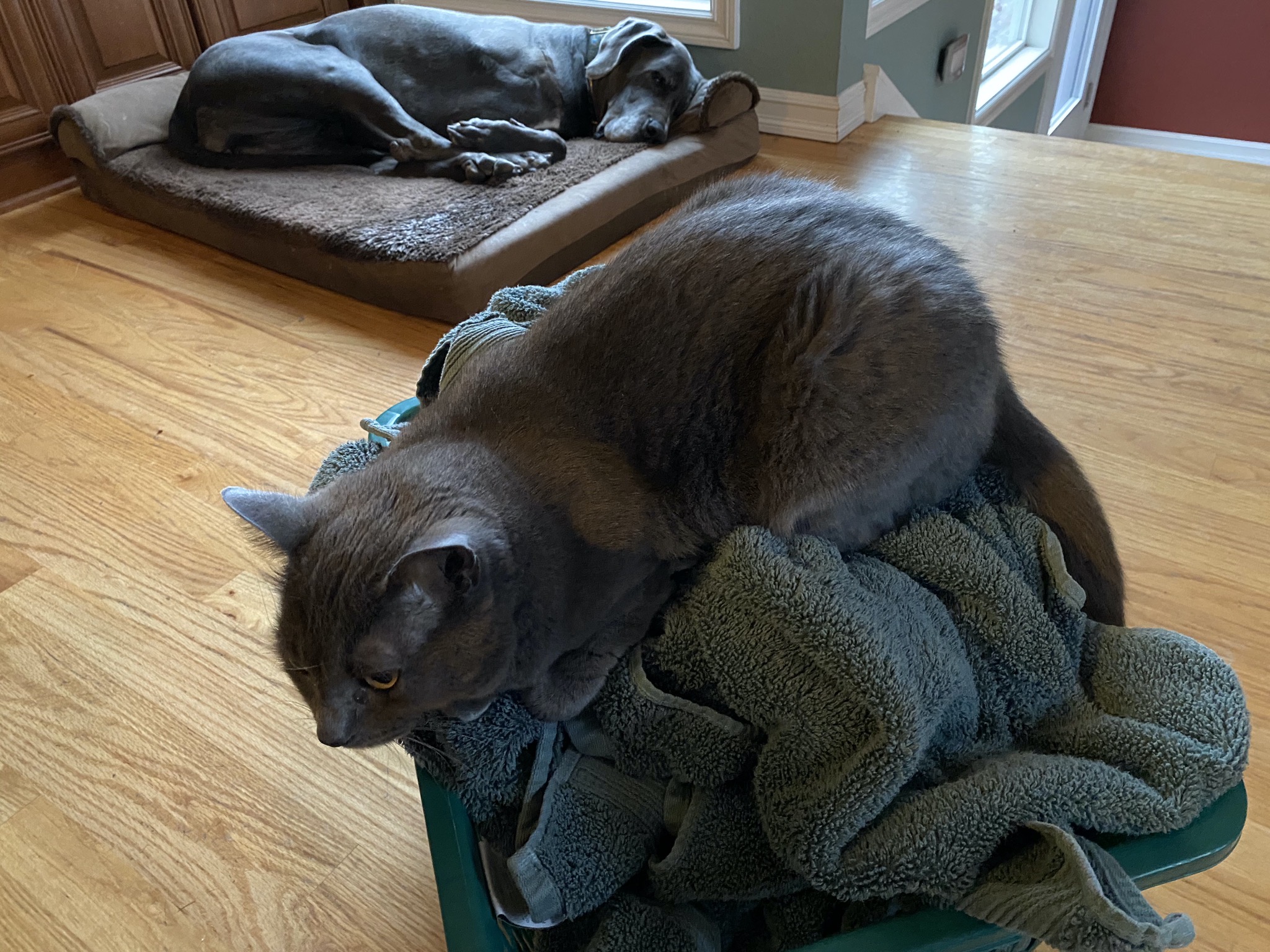 Paladin on towels