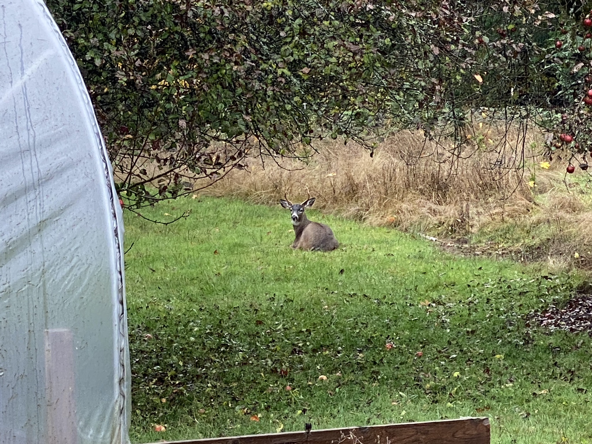 Deer