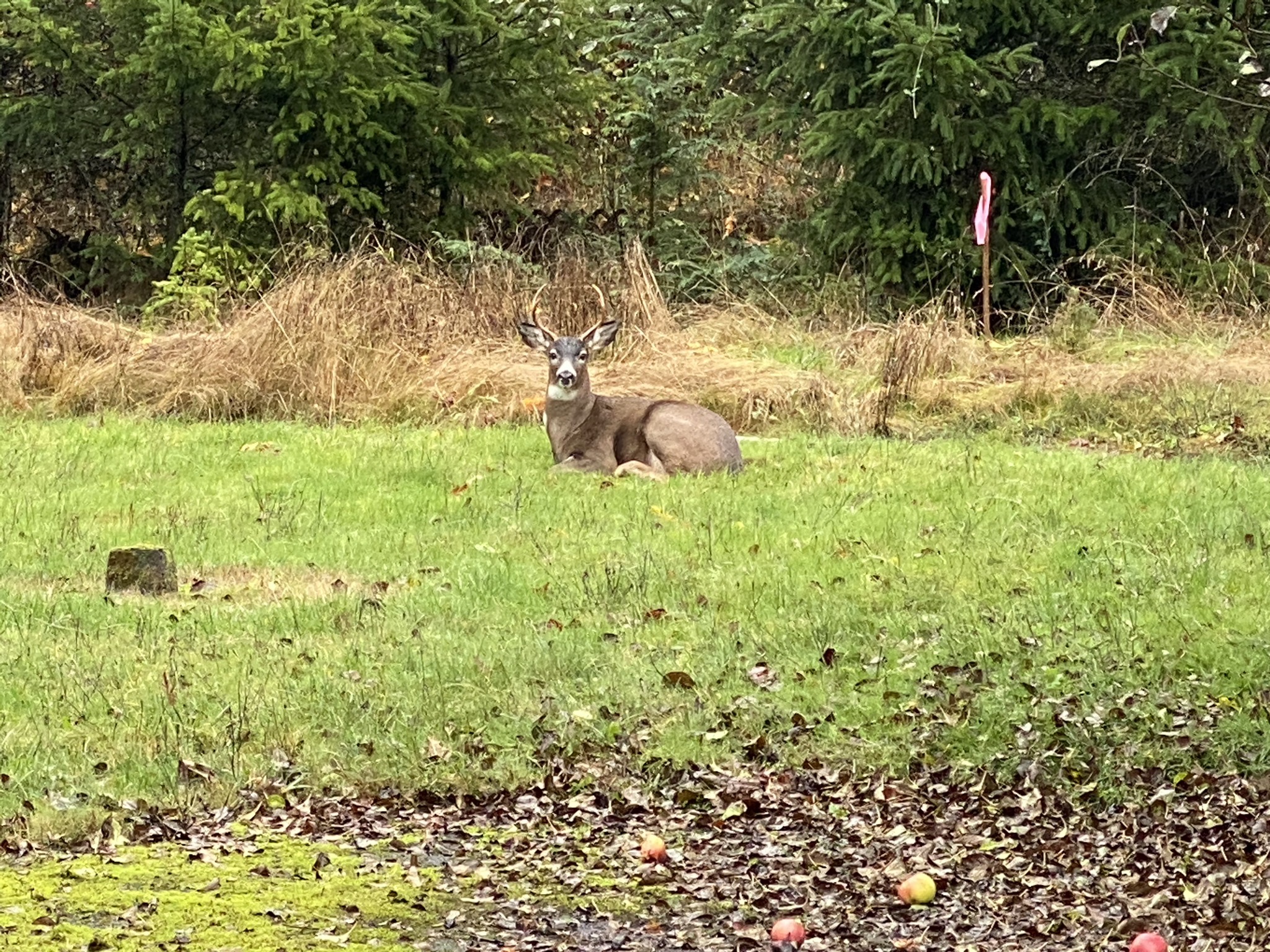 Deer