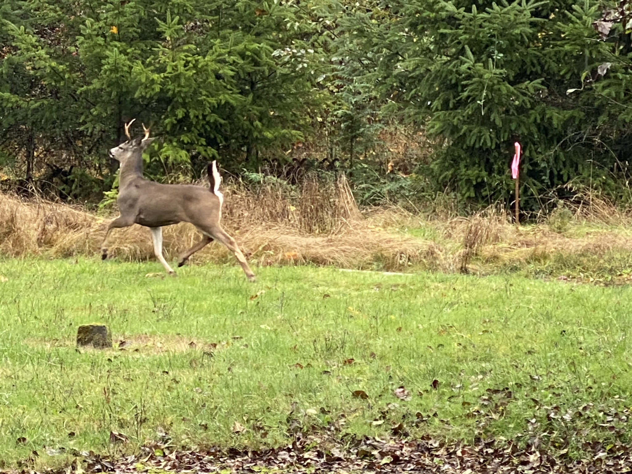 Deer