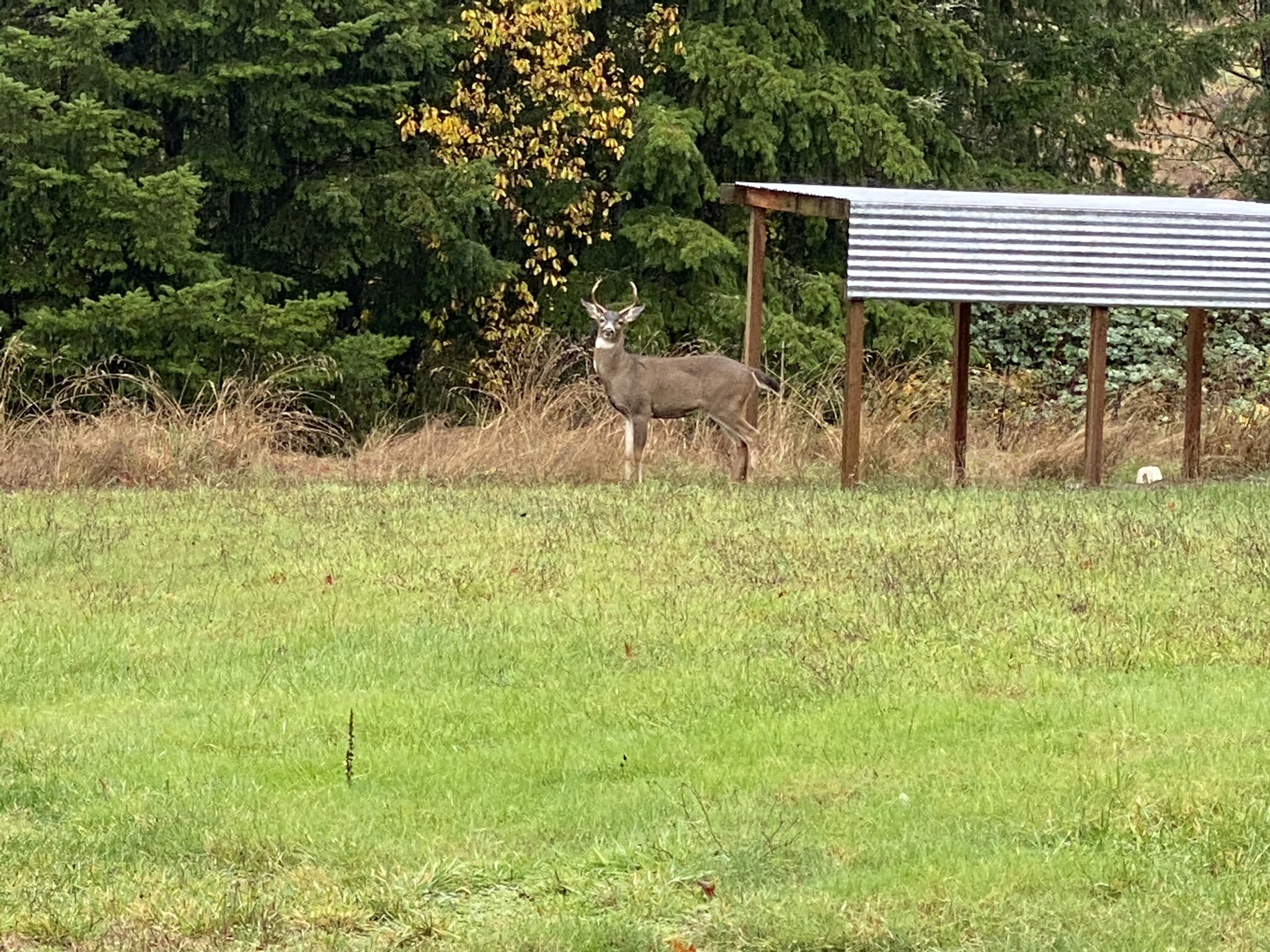 Deer