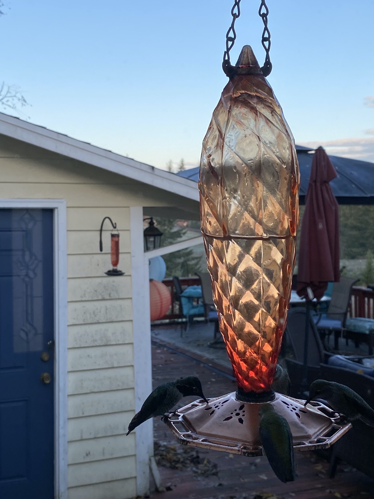 Hummingbirds