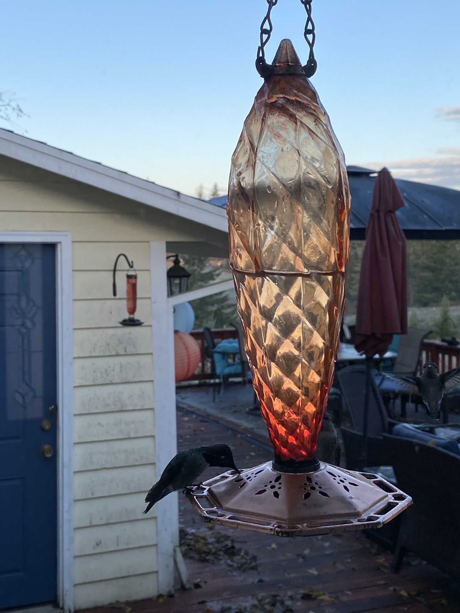Hummingbirds