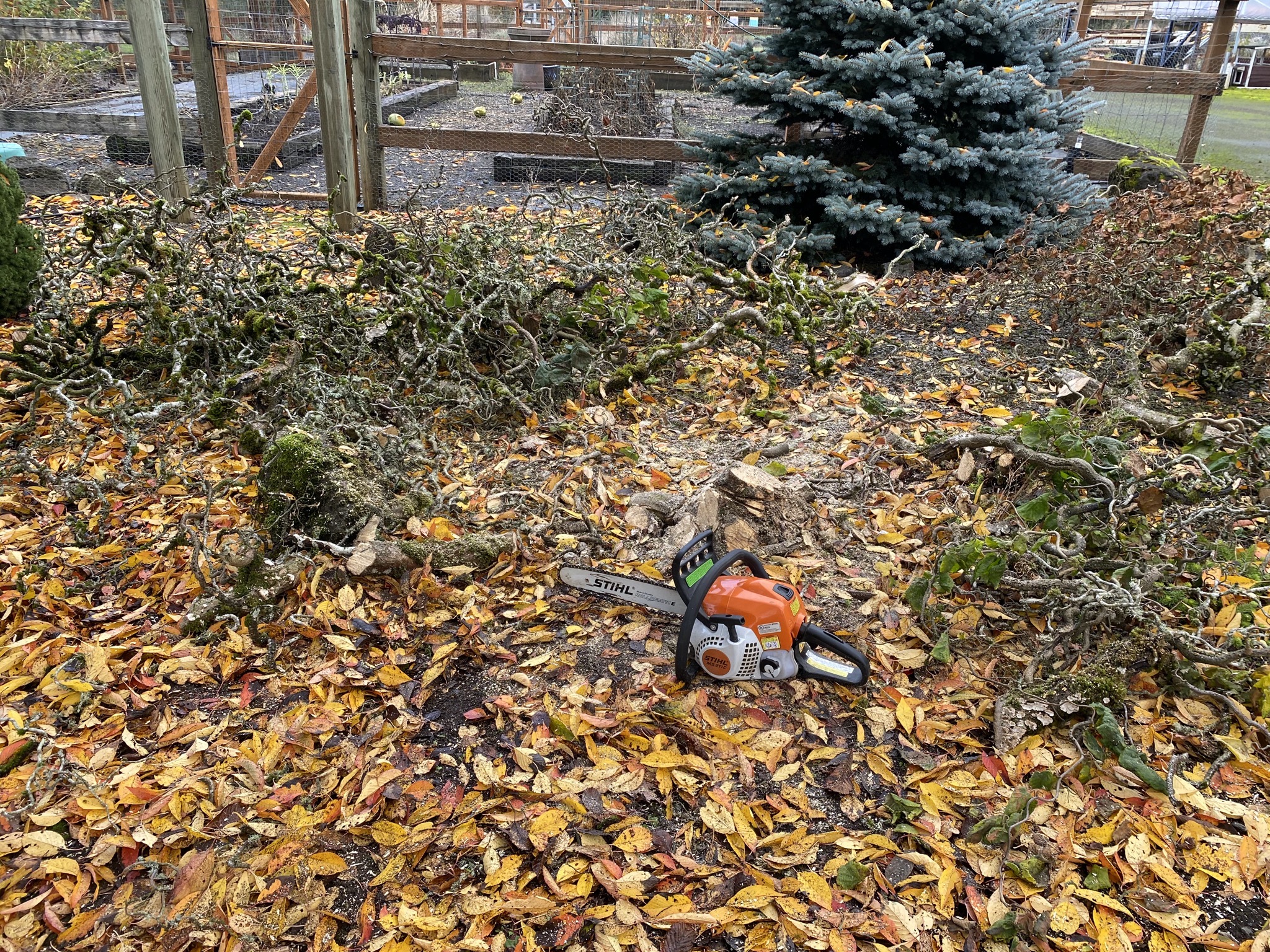 Chainsaw and chopped tree