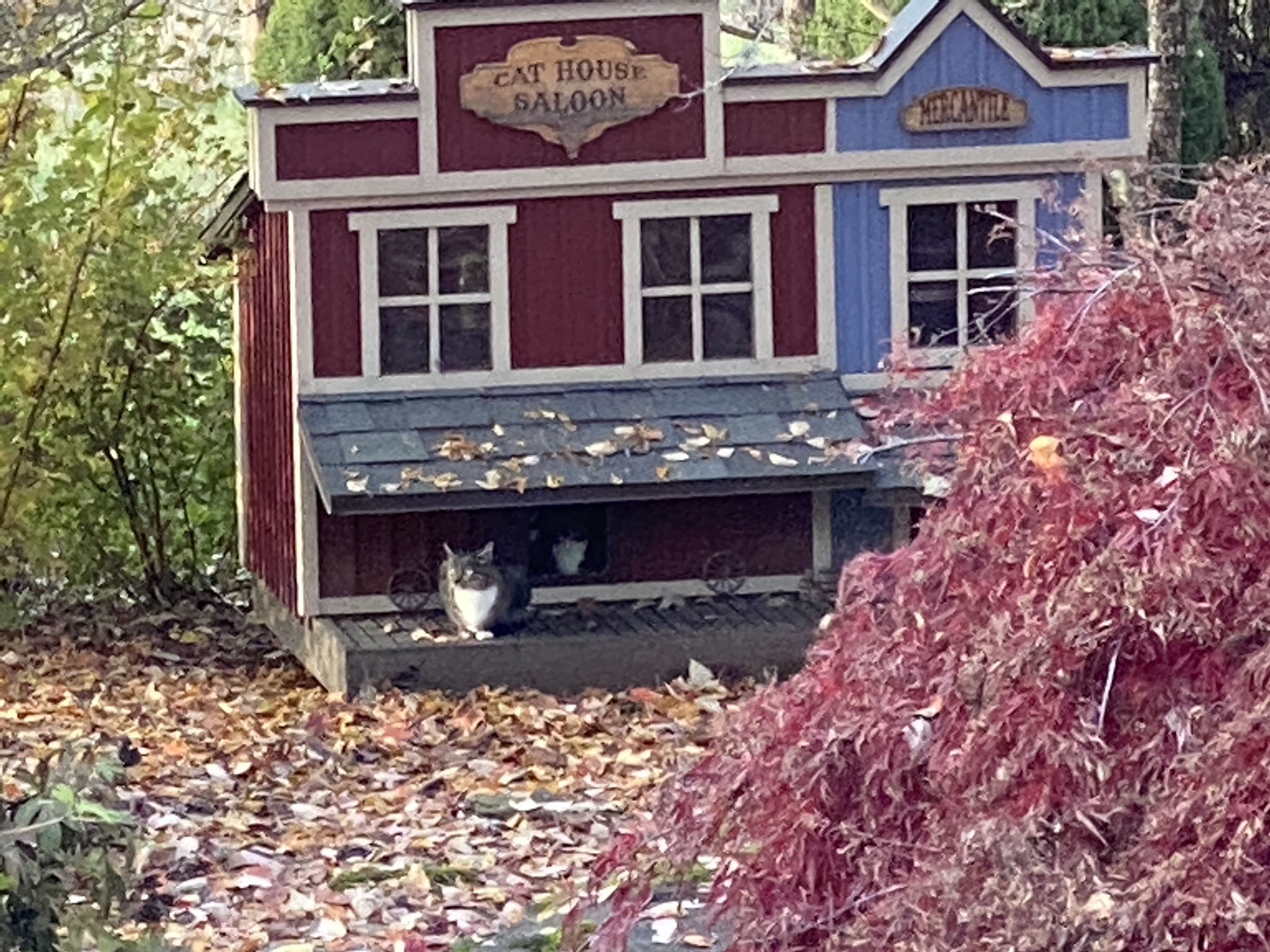 Cats
