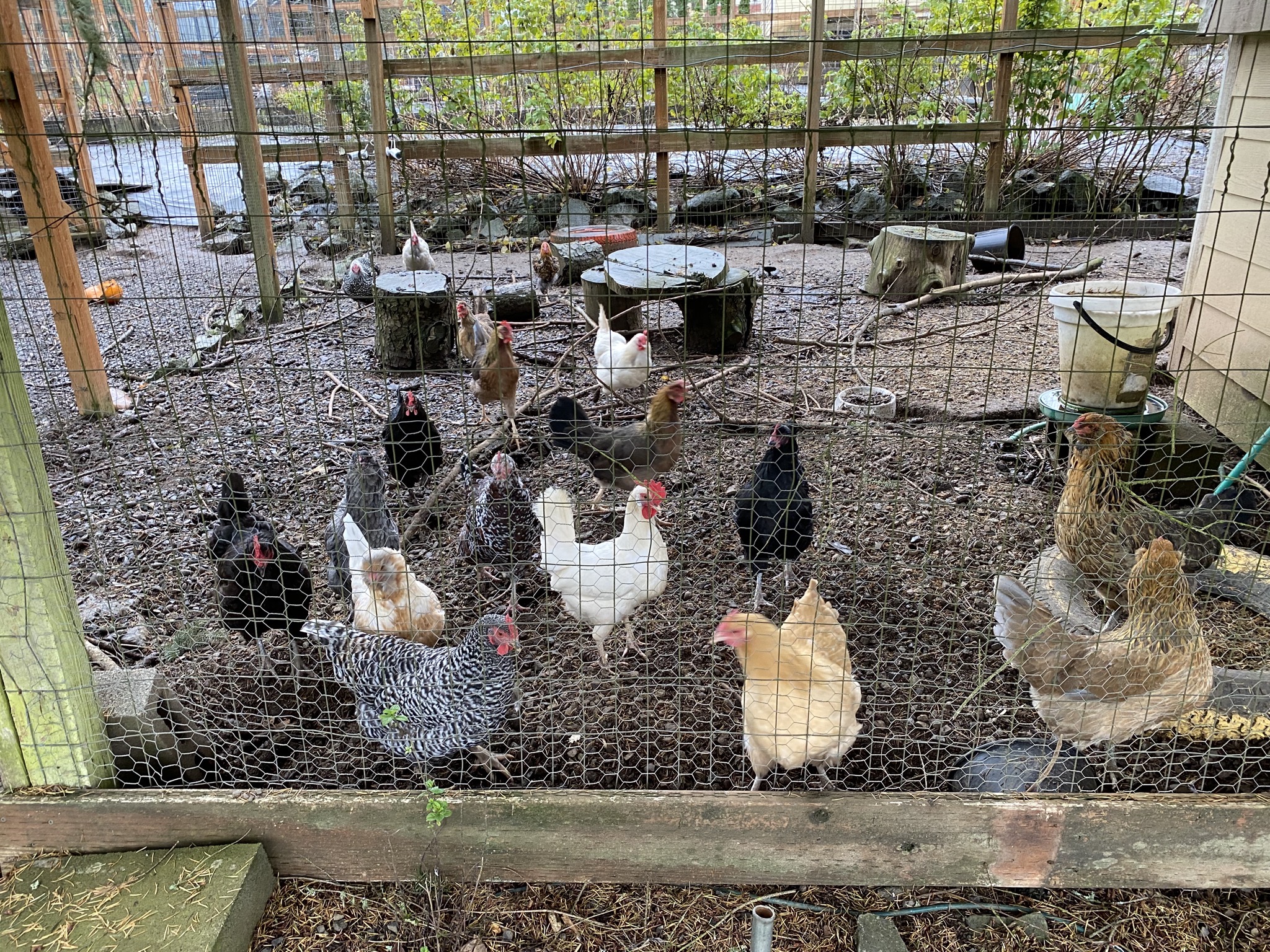 Chickens