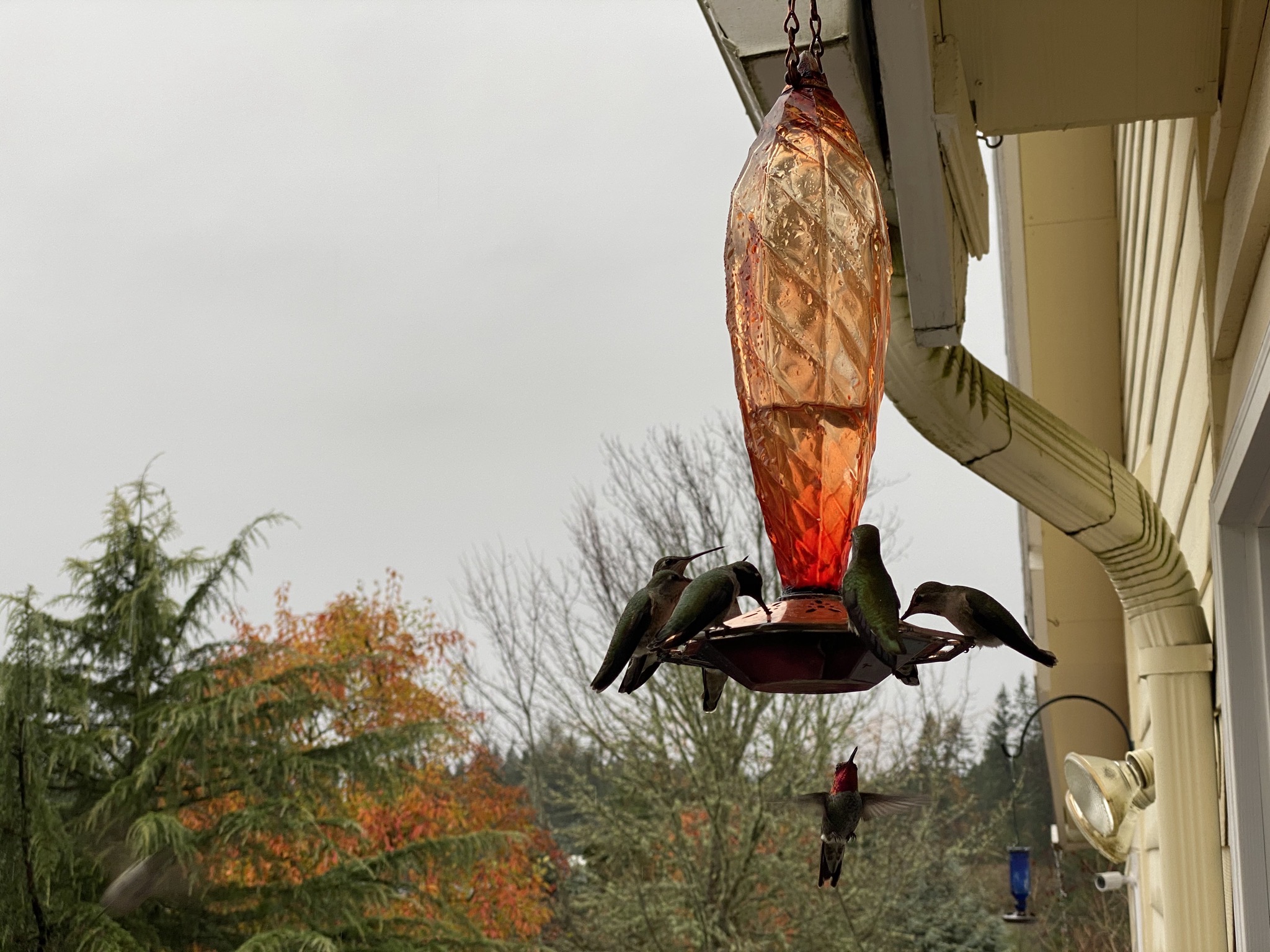 Hummingbirds