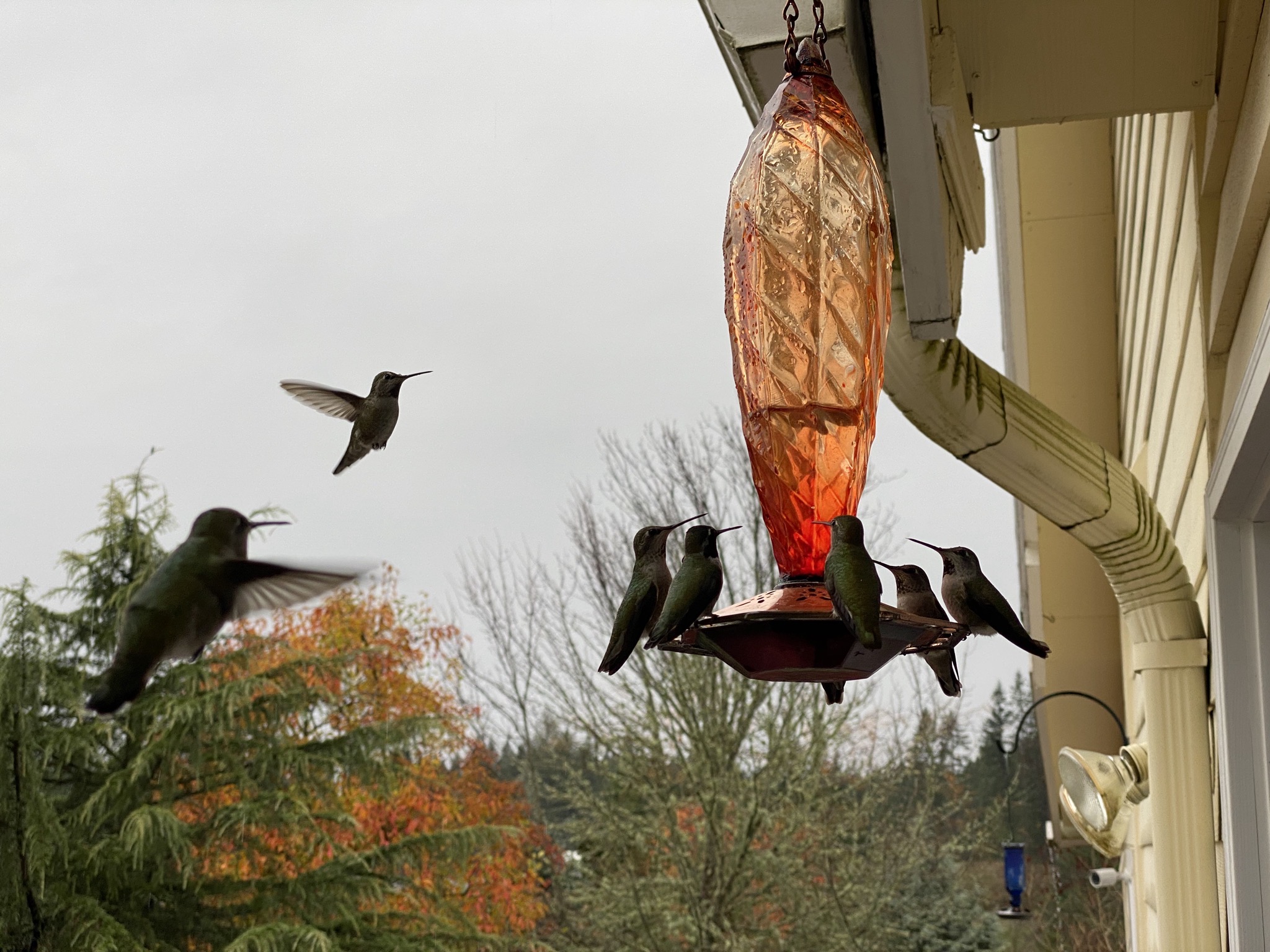 Hummingbirds