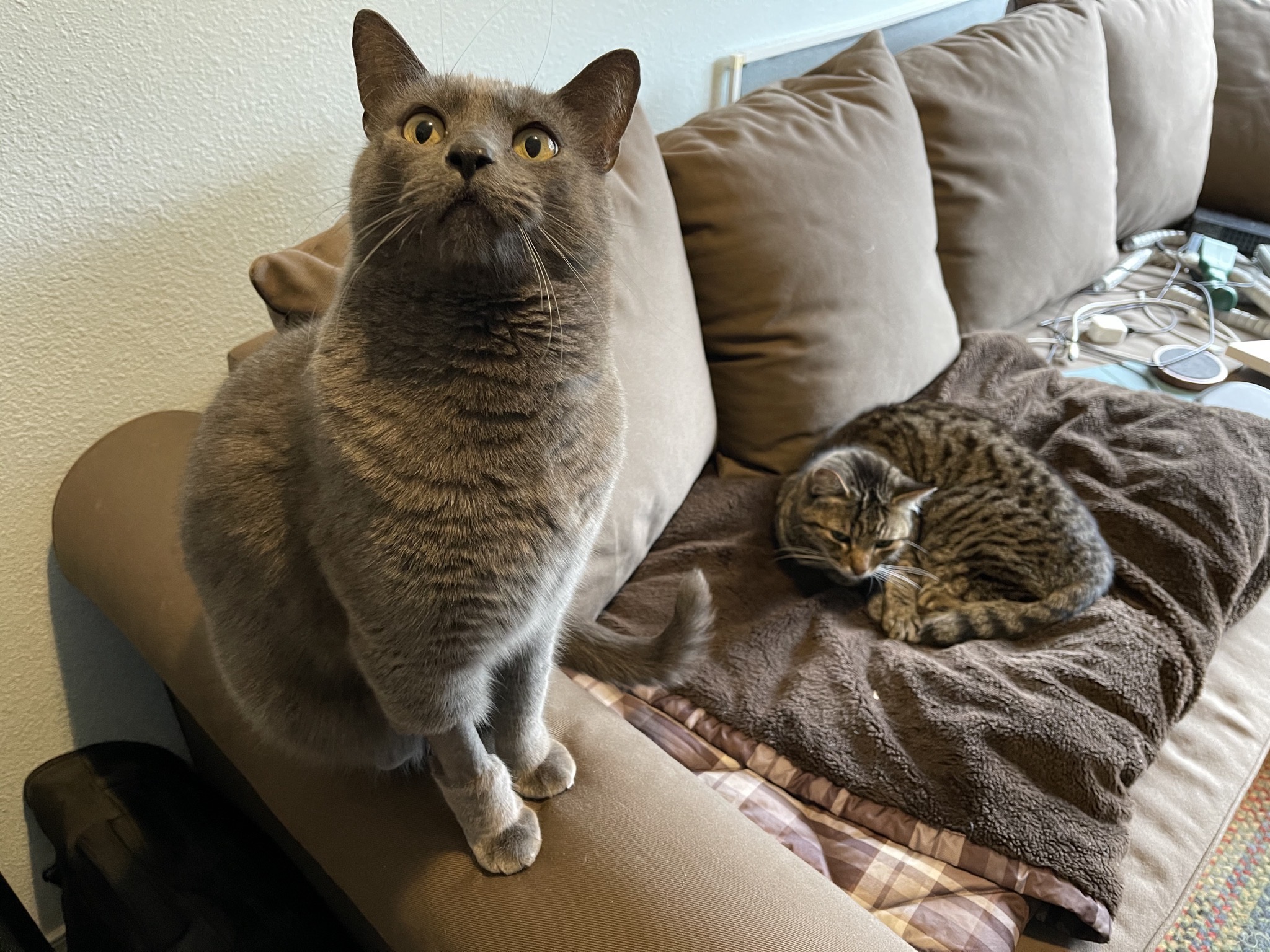 Paladin and Pippin