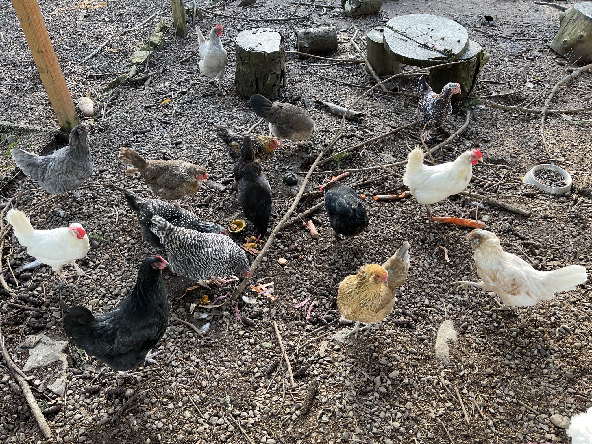 Chickens