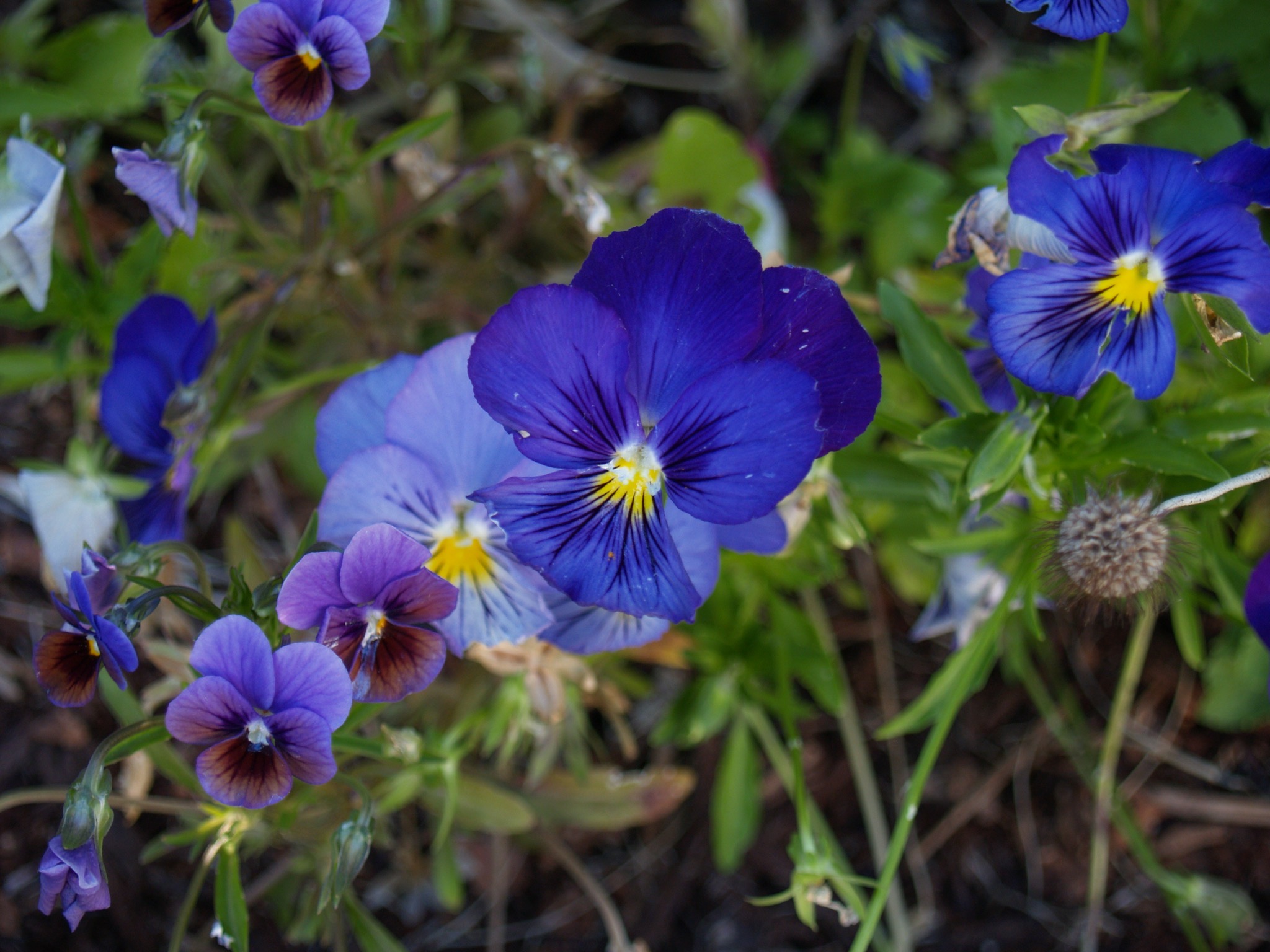 Flowers