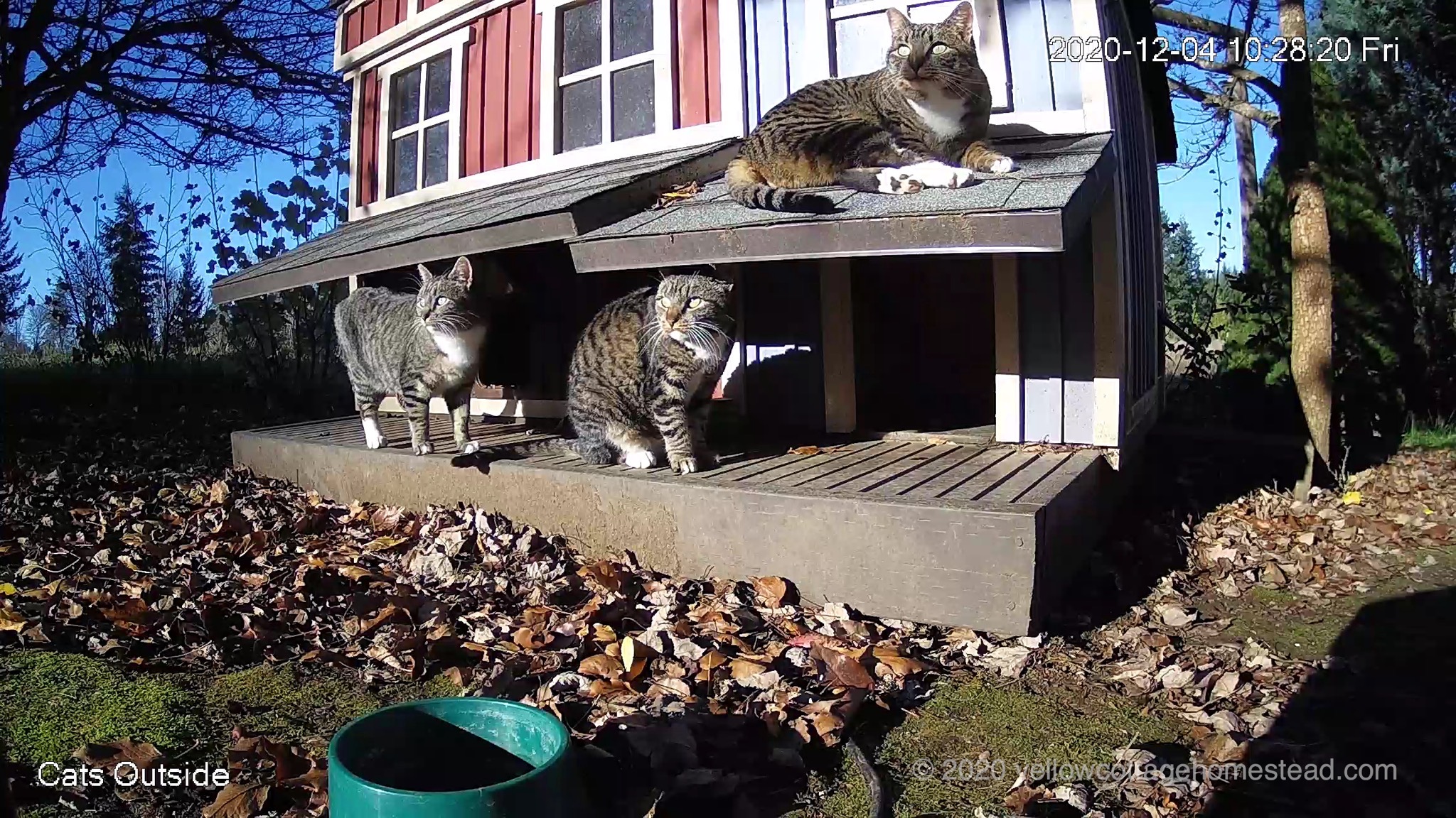 Three cats
