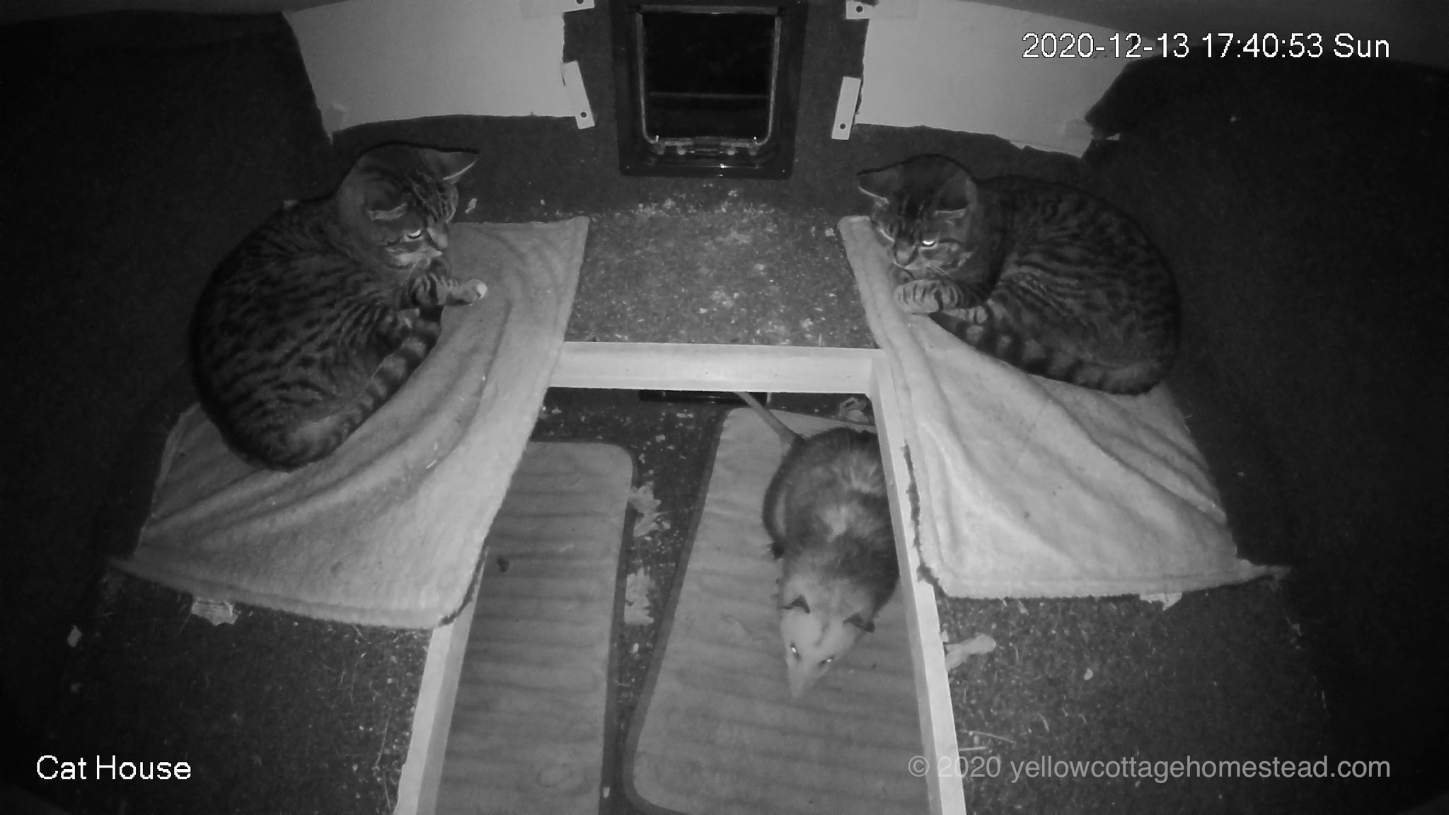 Cats and possum