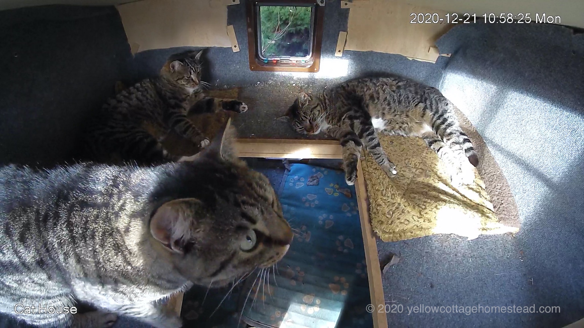 Three cats