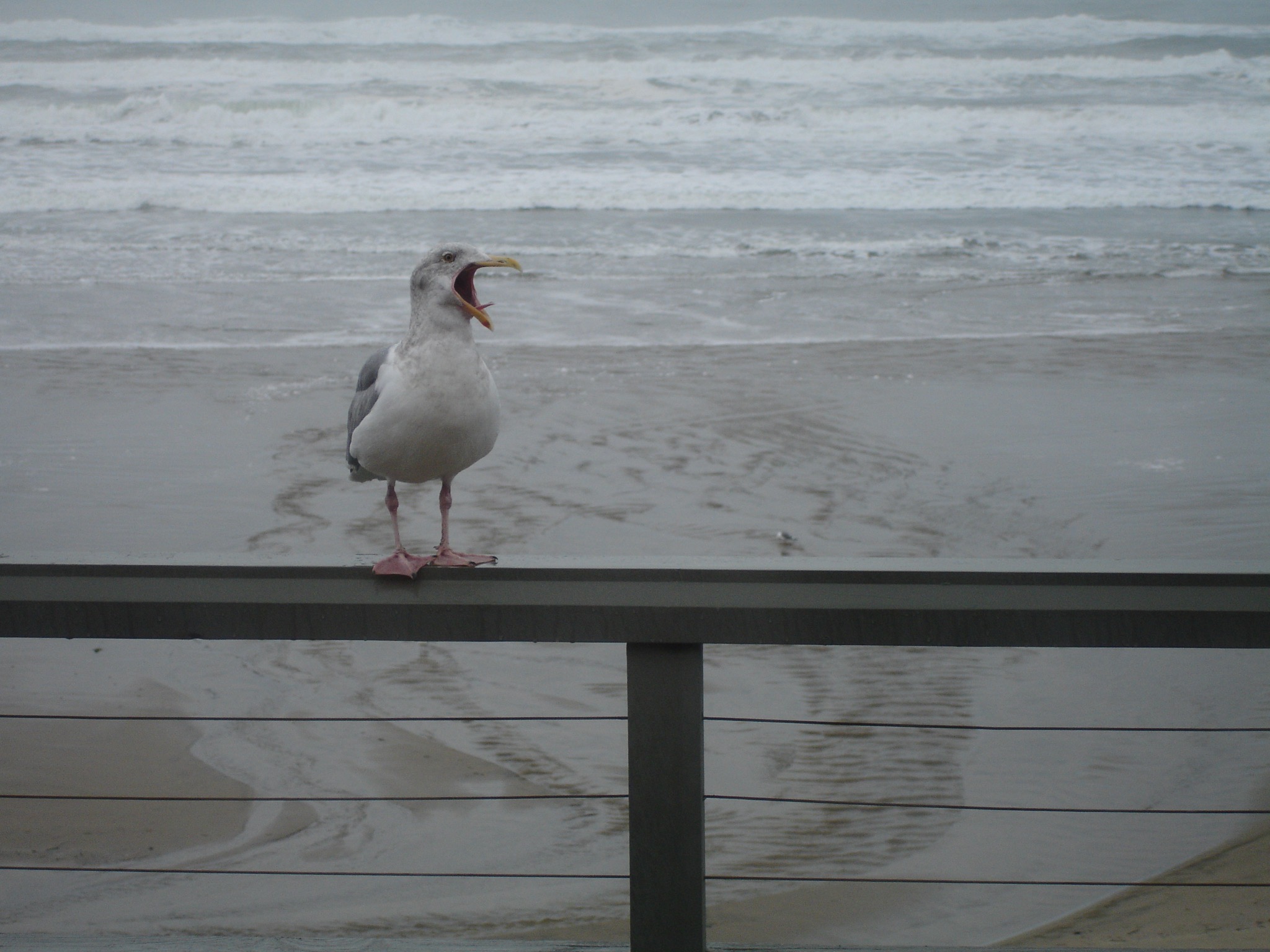 Seagull