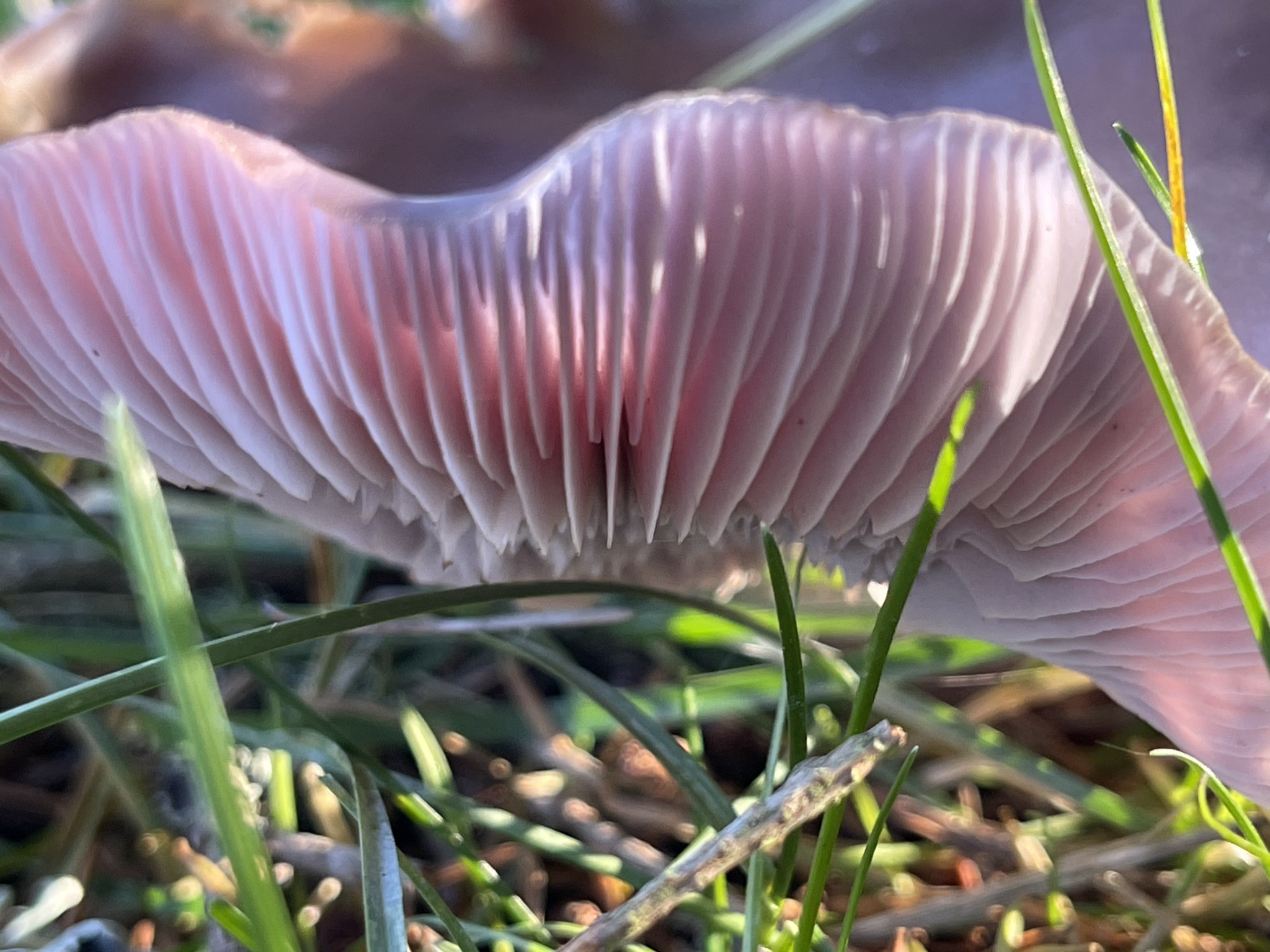 Mushroom
