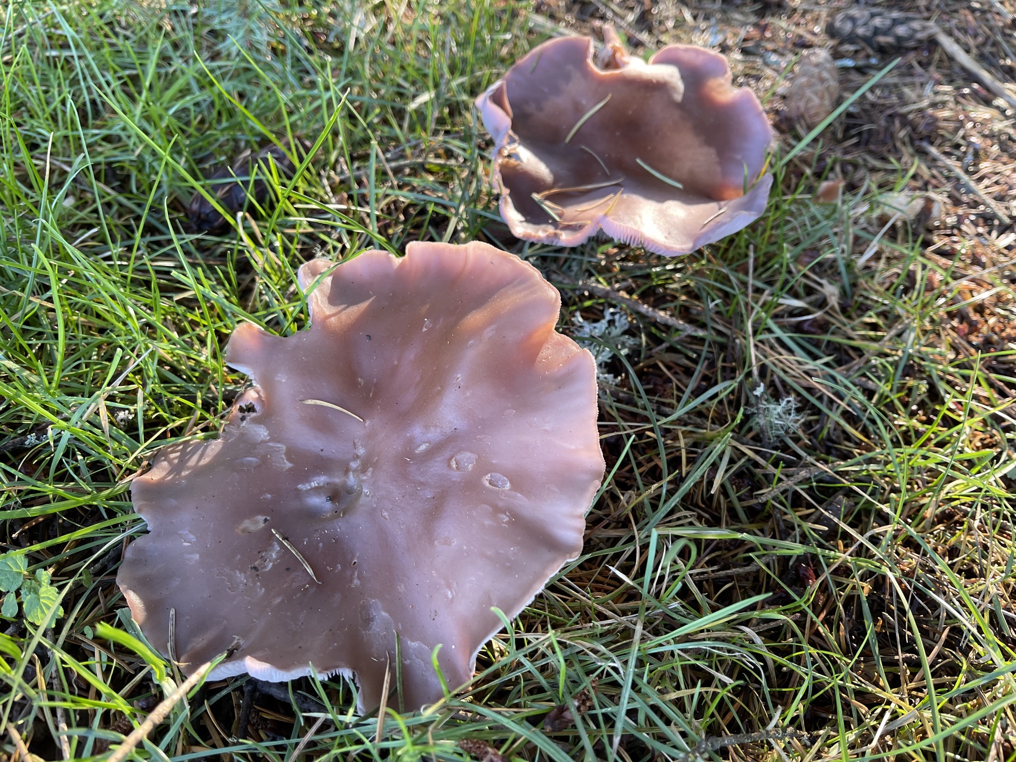 Mushrooms