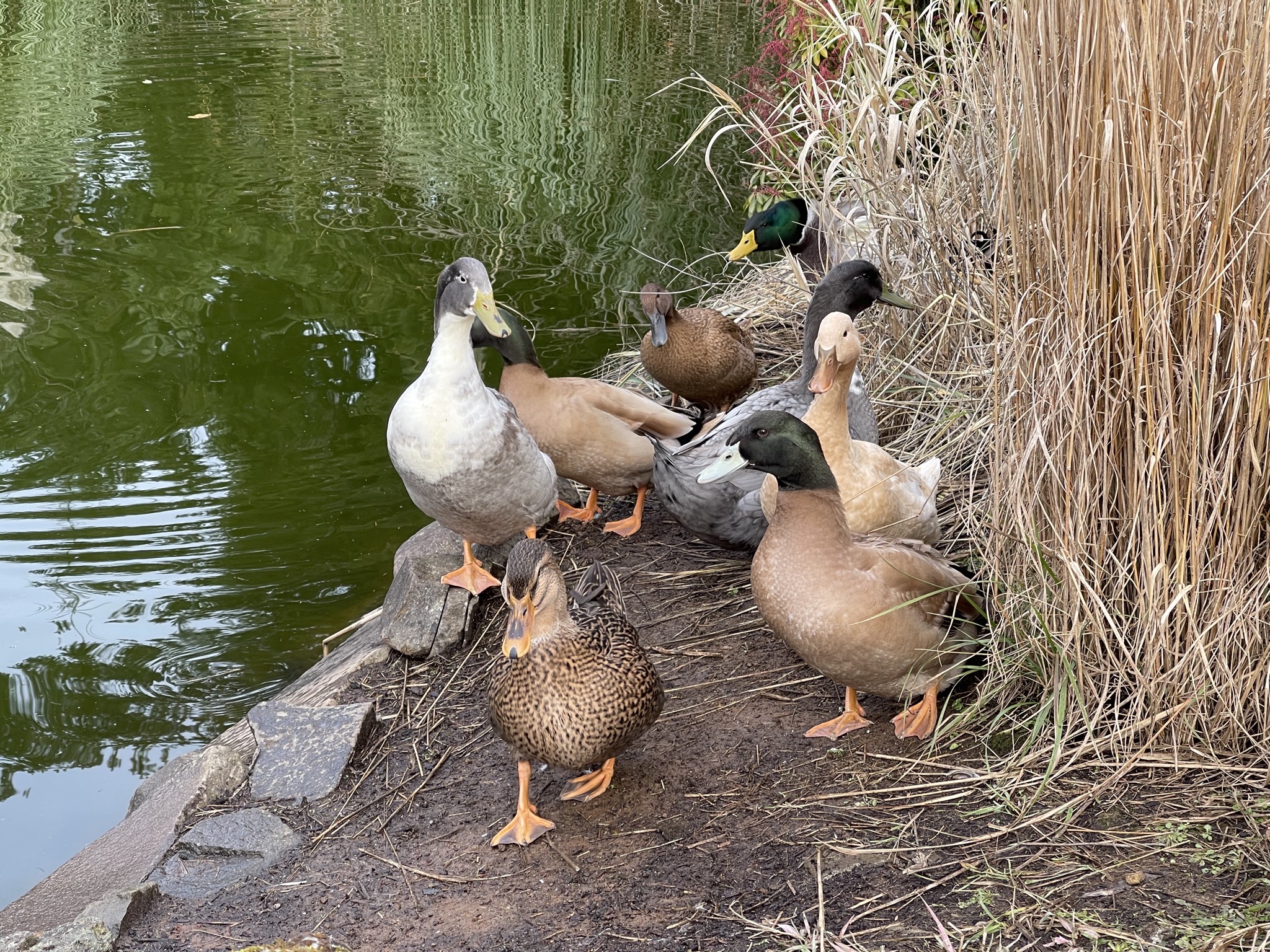 Ducks