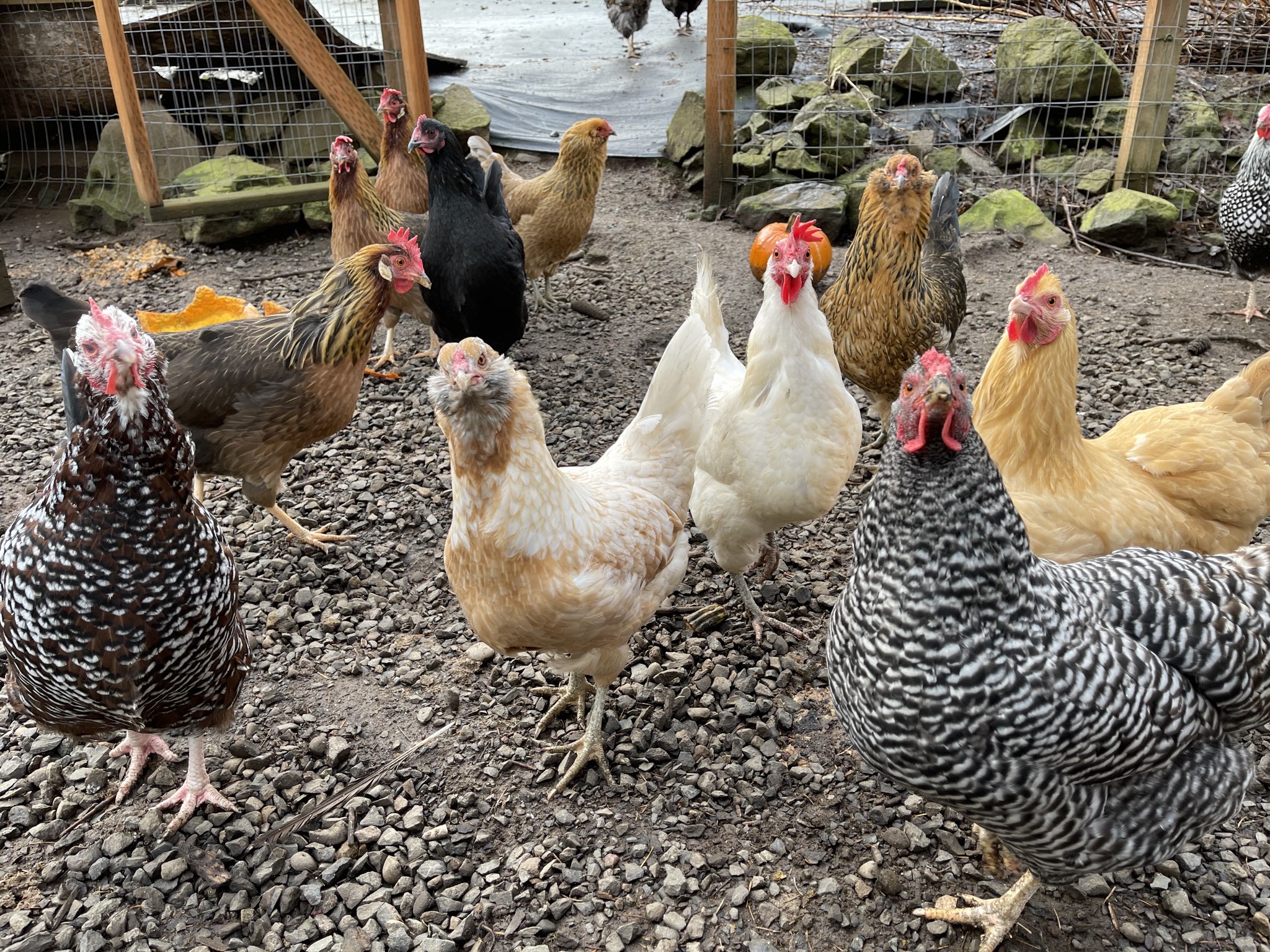 Chickens