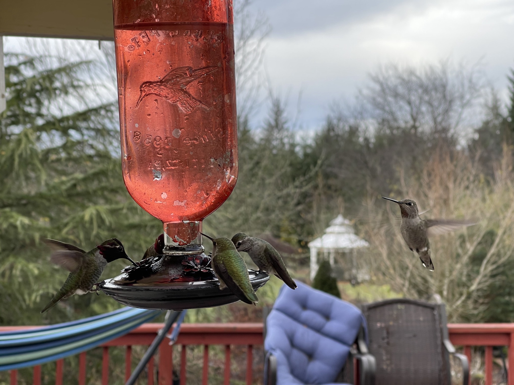 Hummingbirds
