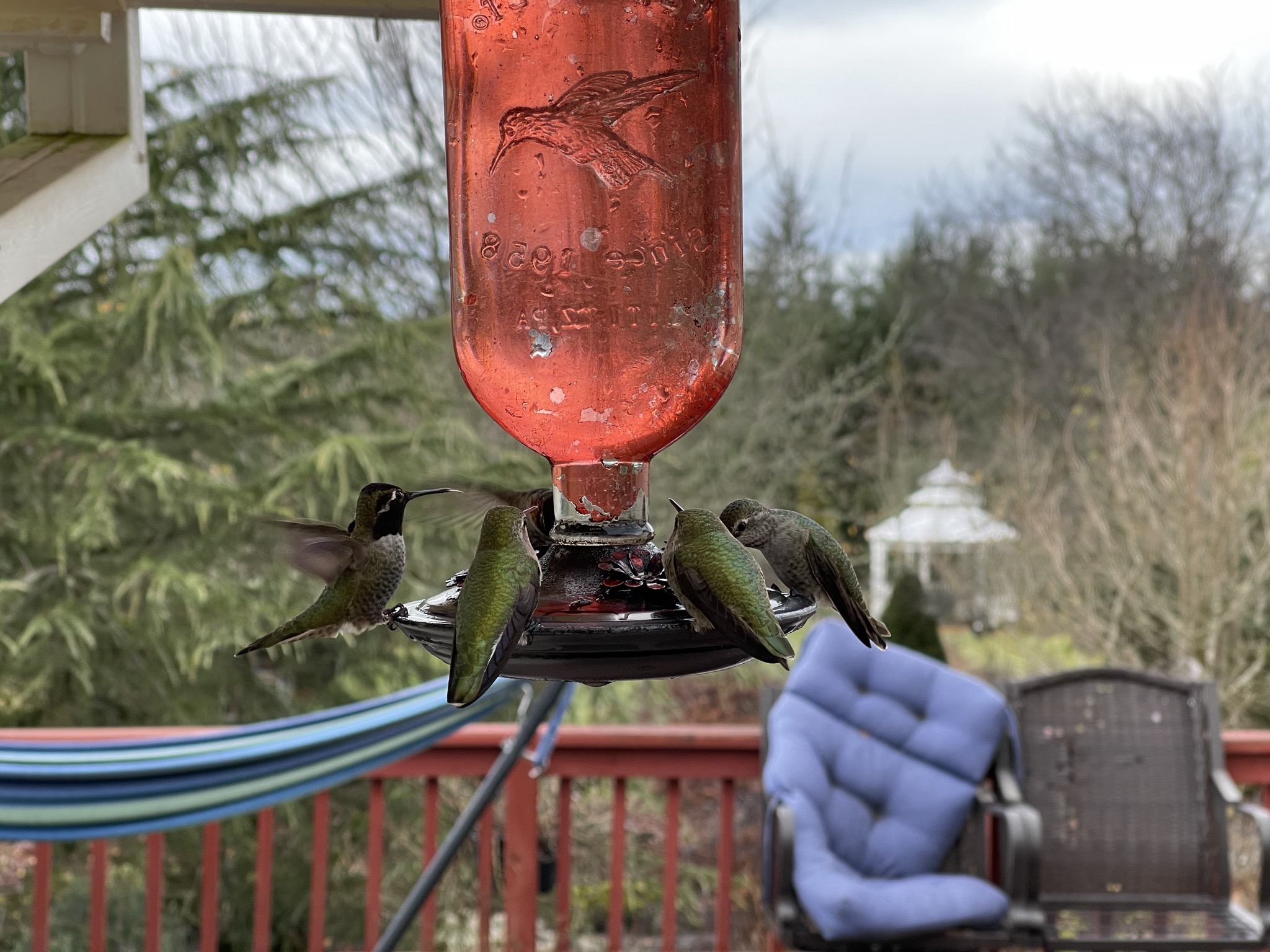 Hummingbirds