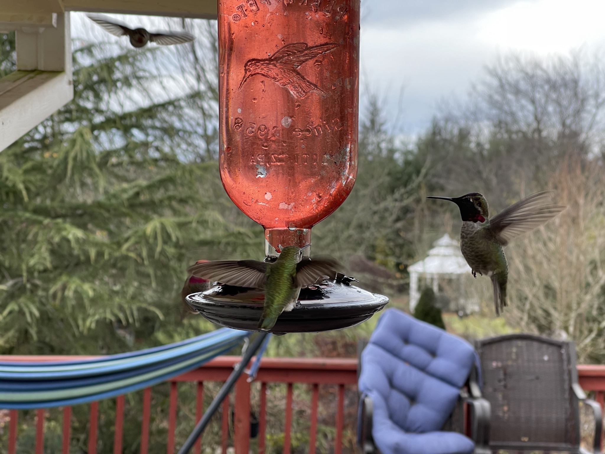 Hummingbirds