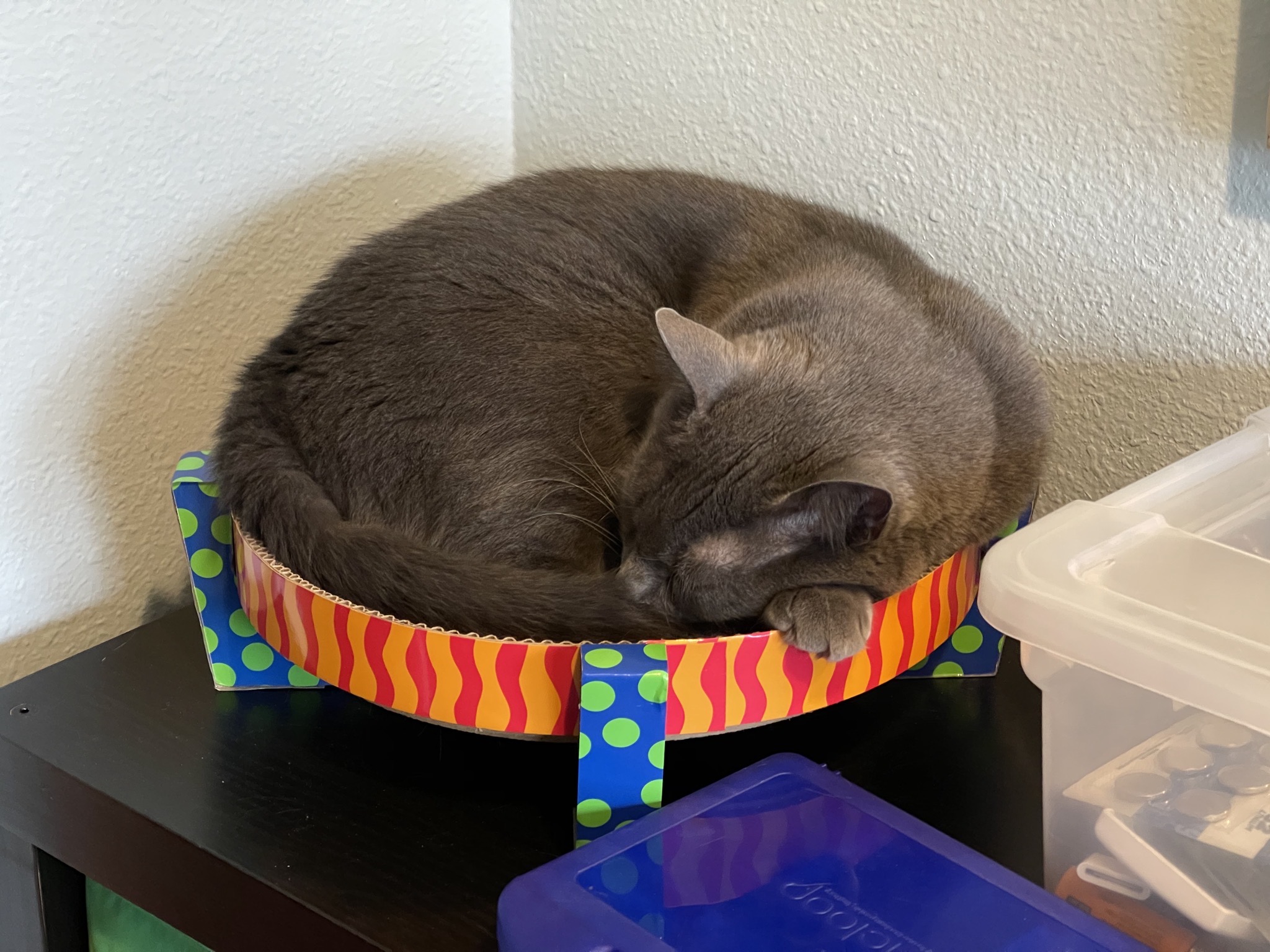 Paladin in a cardboard nest