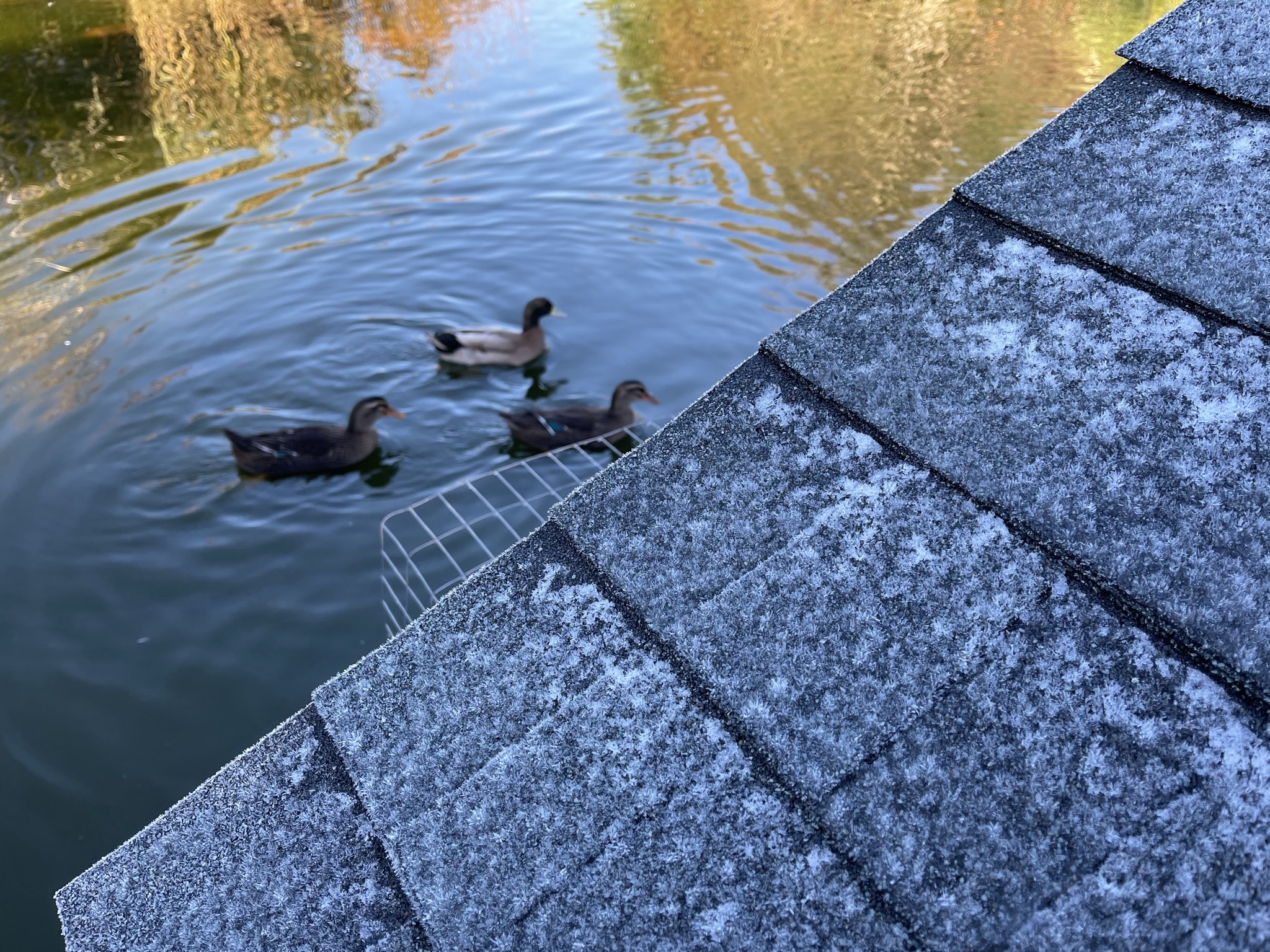 Ducks and frosty duck house roof