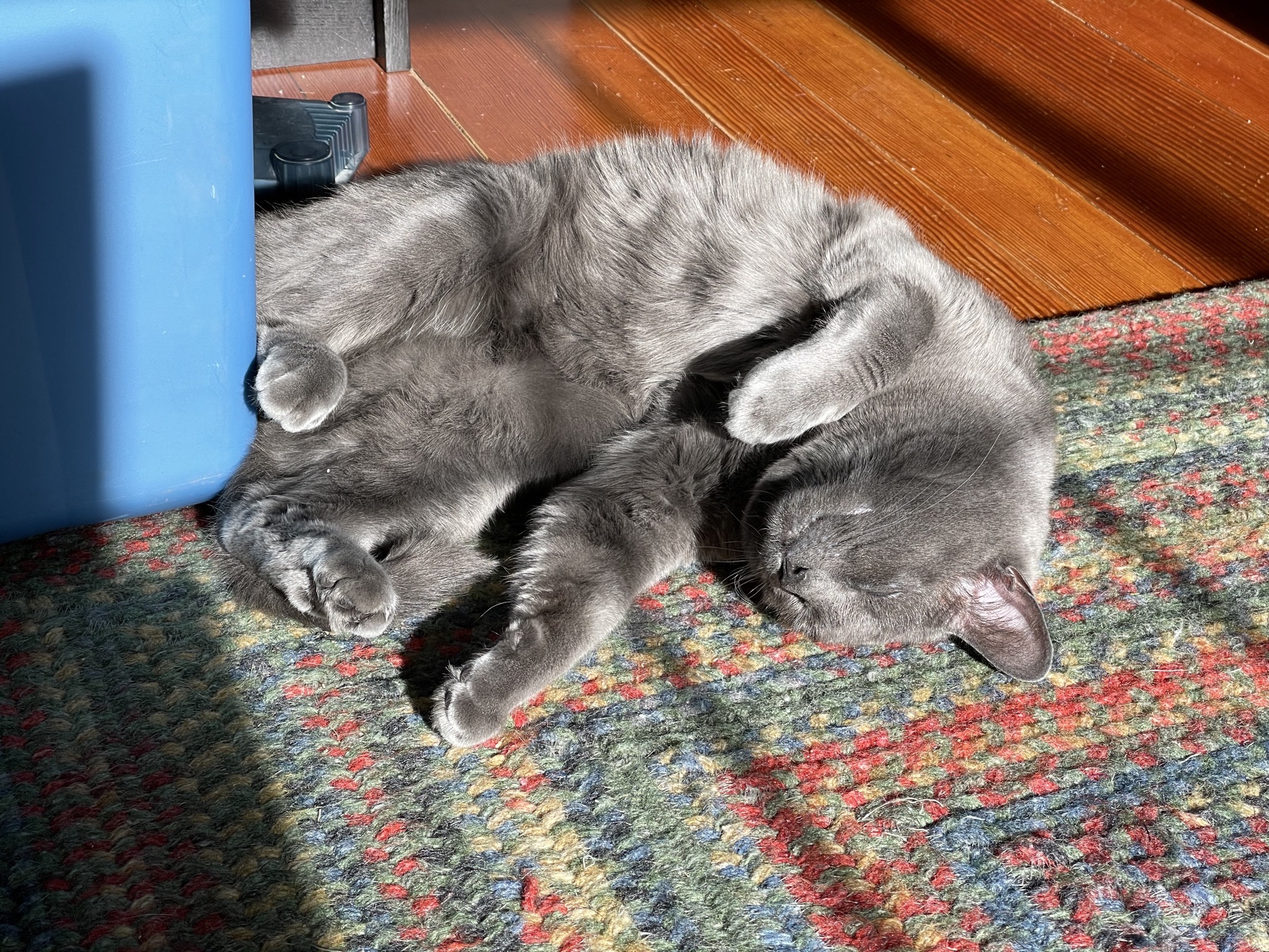 Paladin enjoying a sunbeam