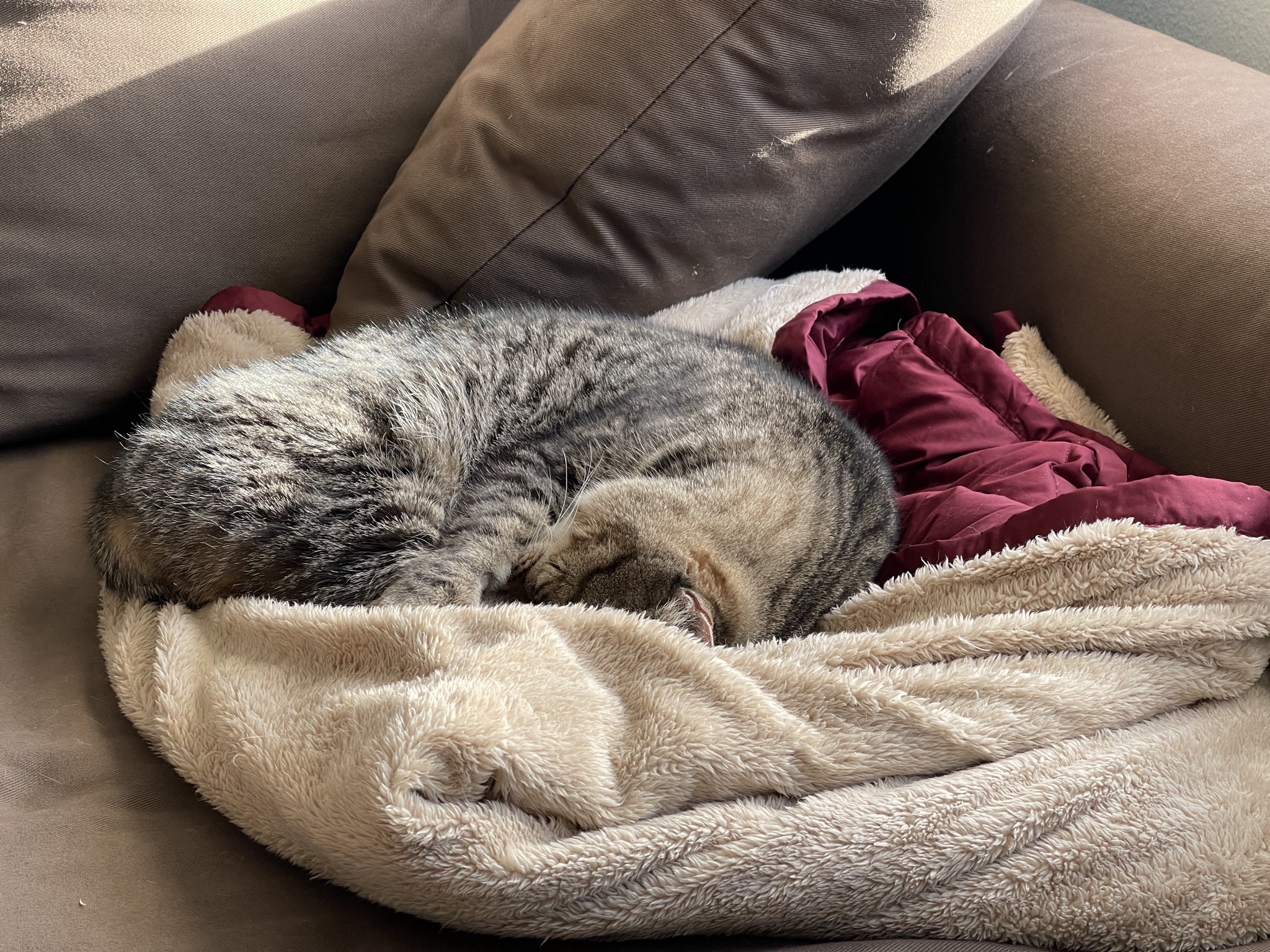 Pippin on a cozy blanket