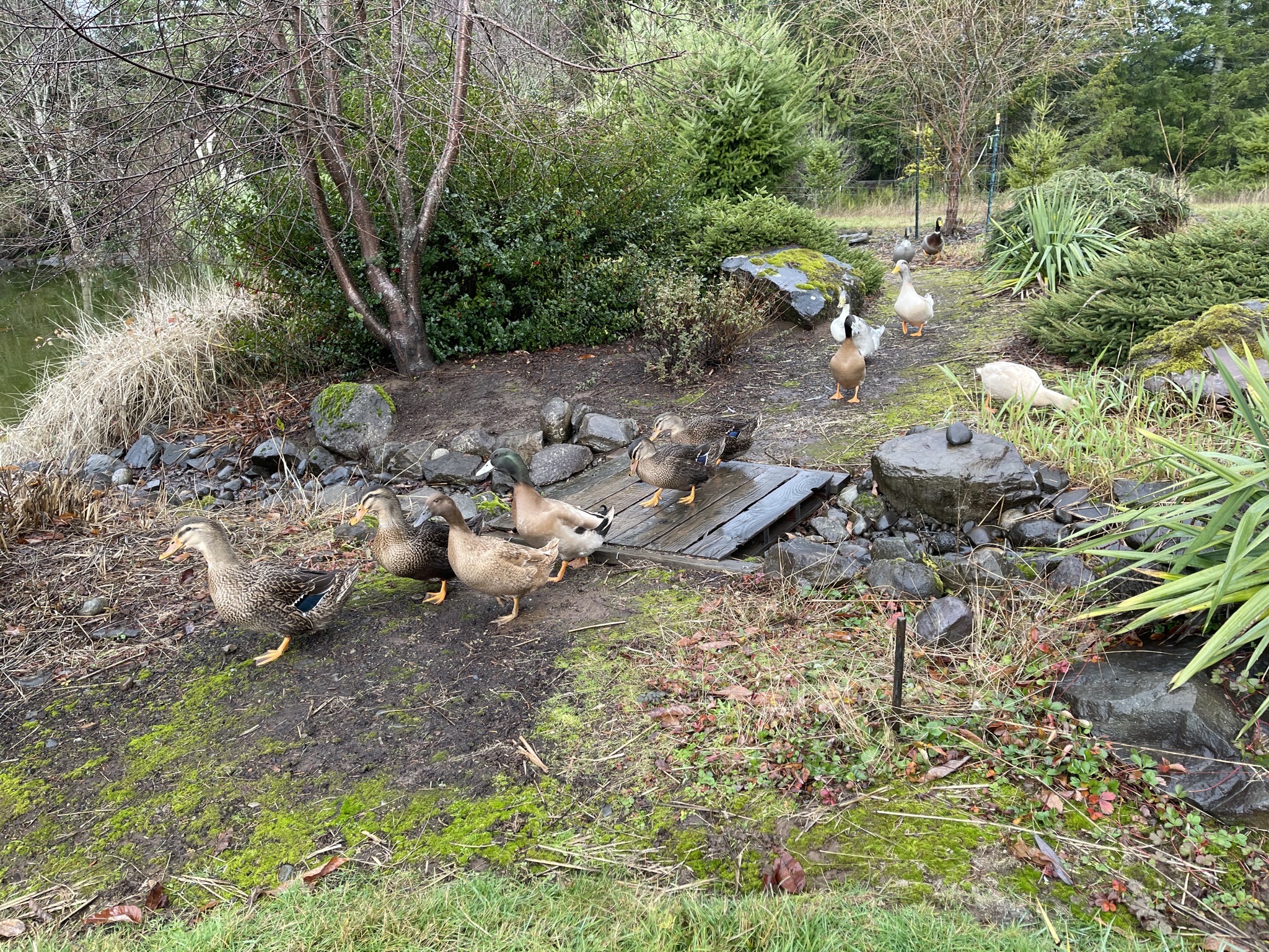 Ducks