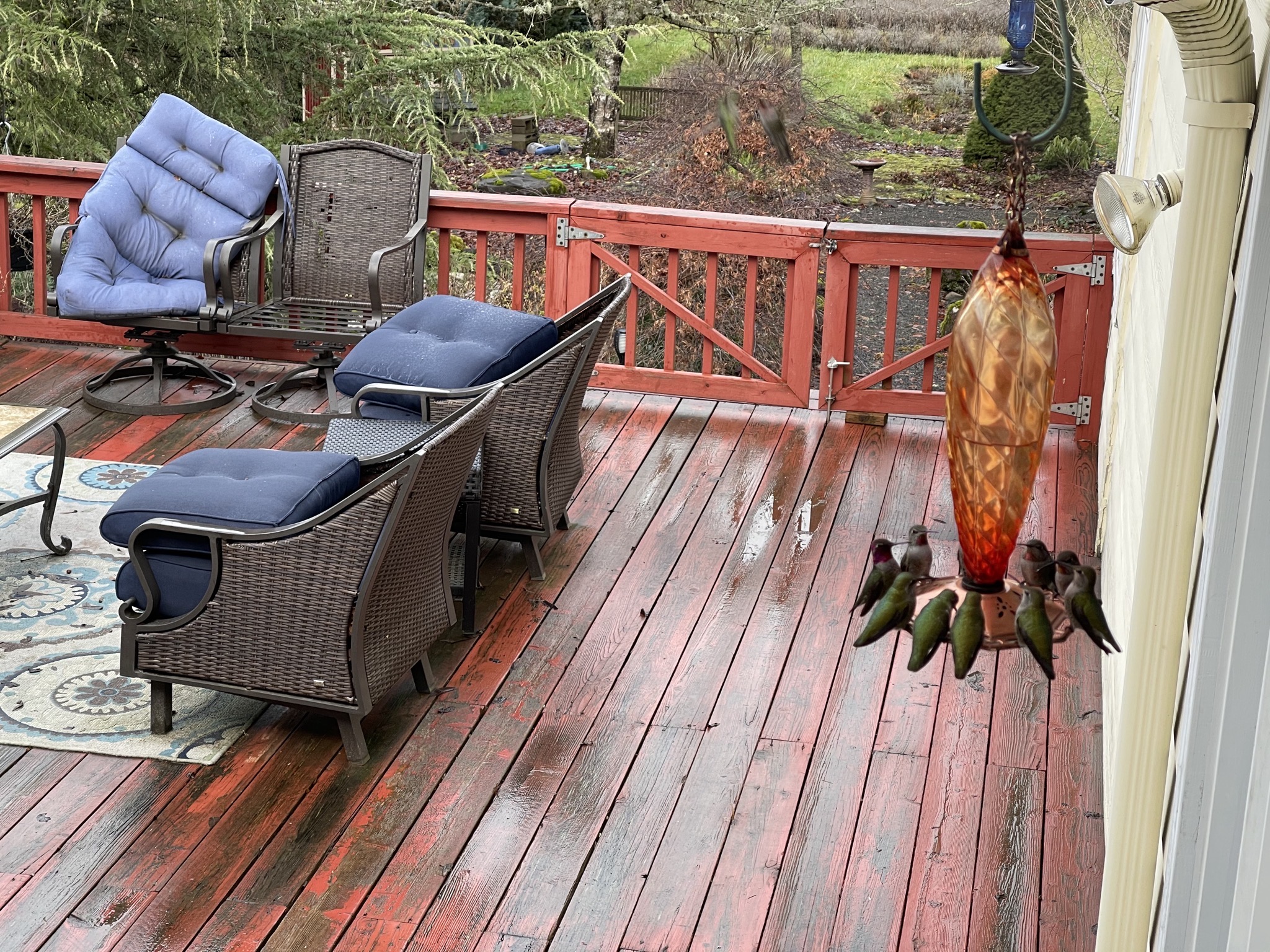 Hummingbirds