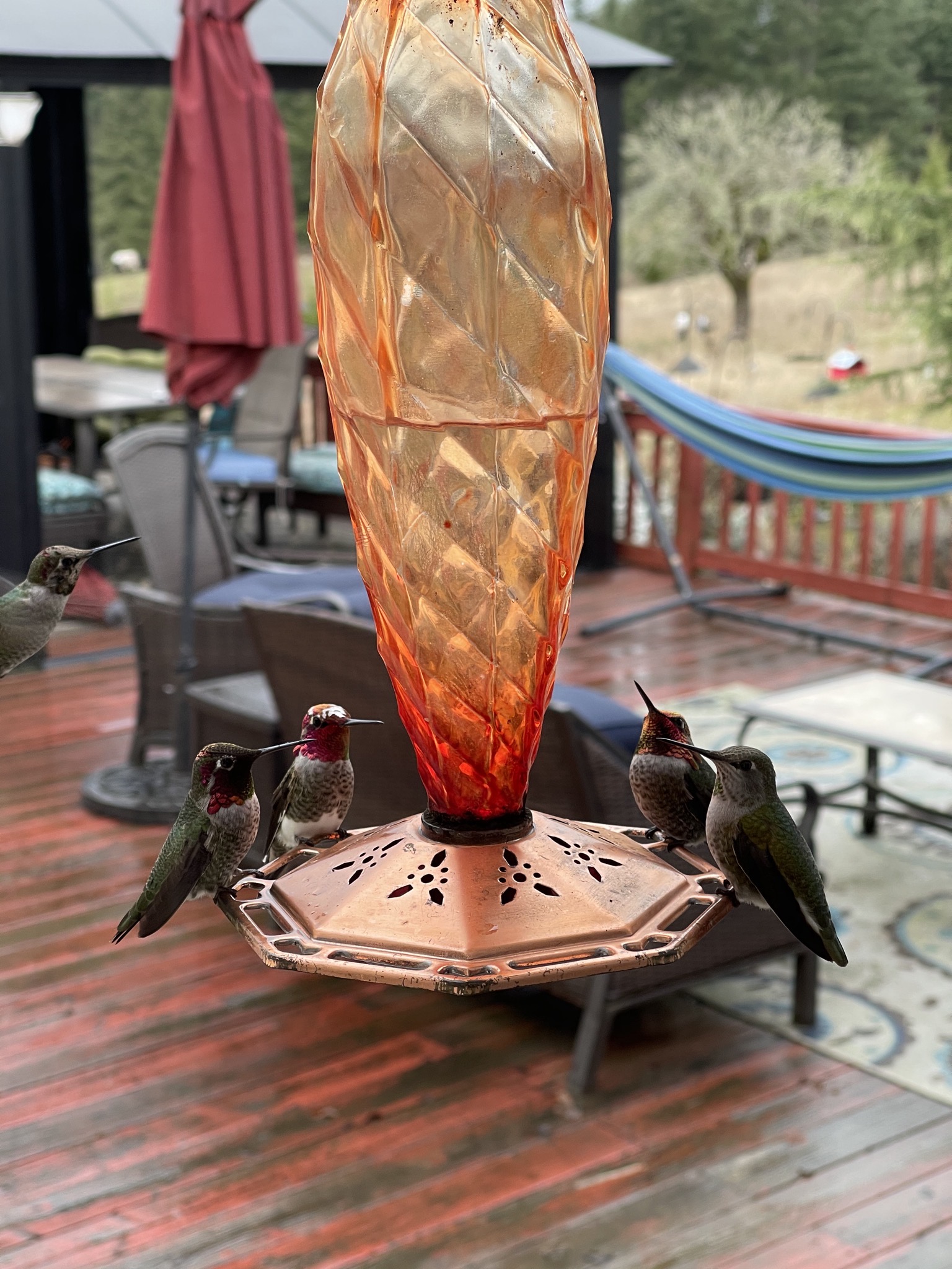 Hummingbirds