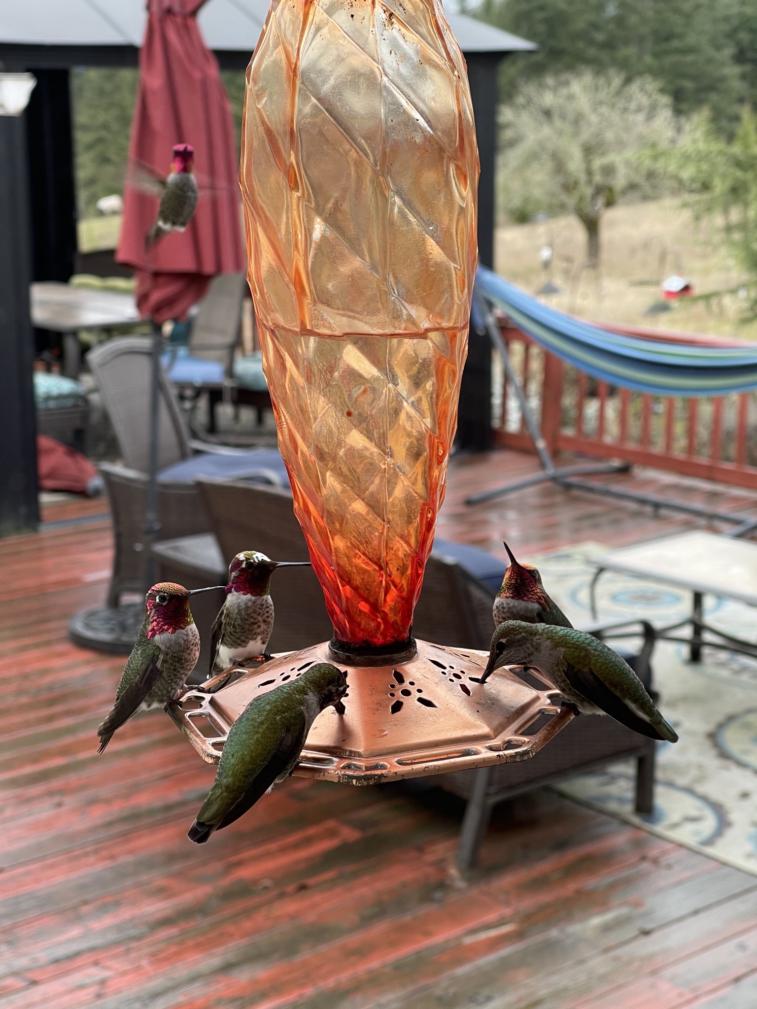 Hummingbirds