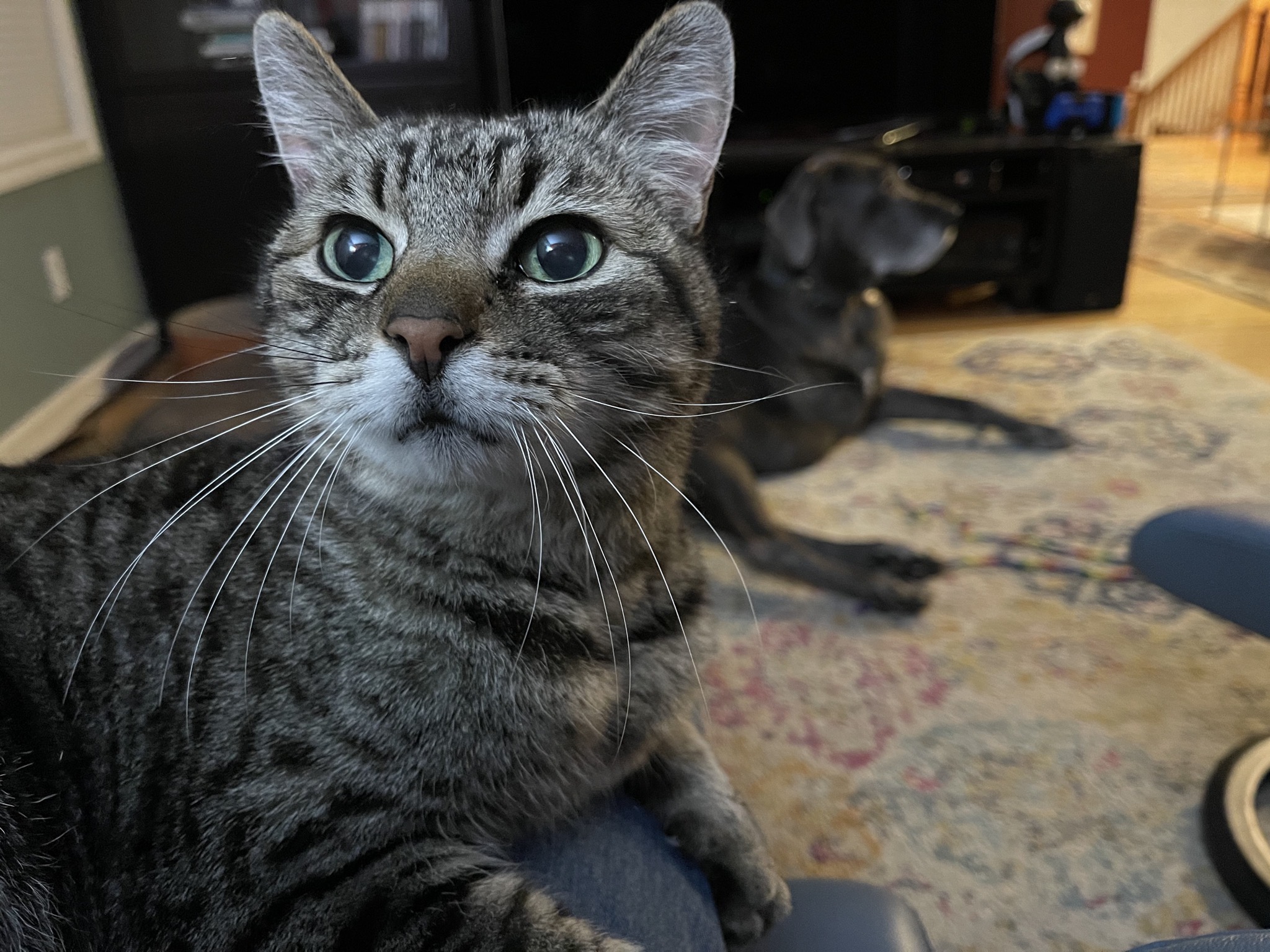 Pippin and Rory