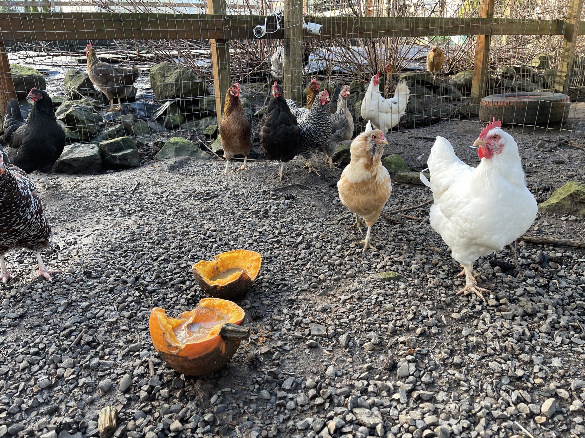 Chickens
