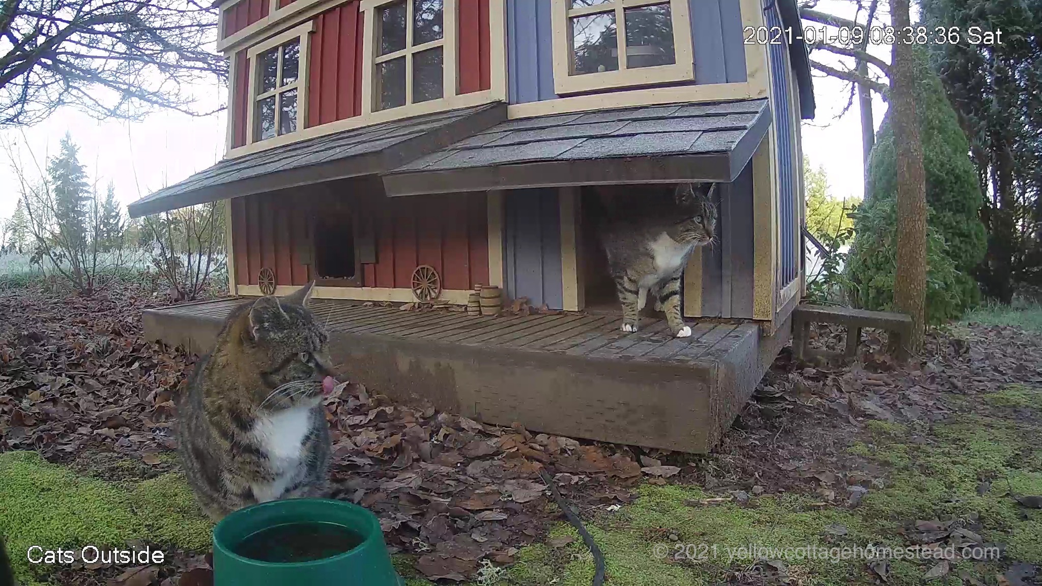 Cats
