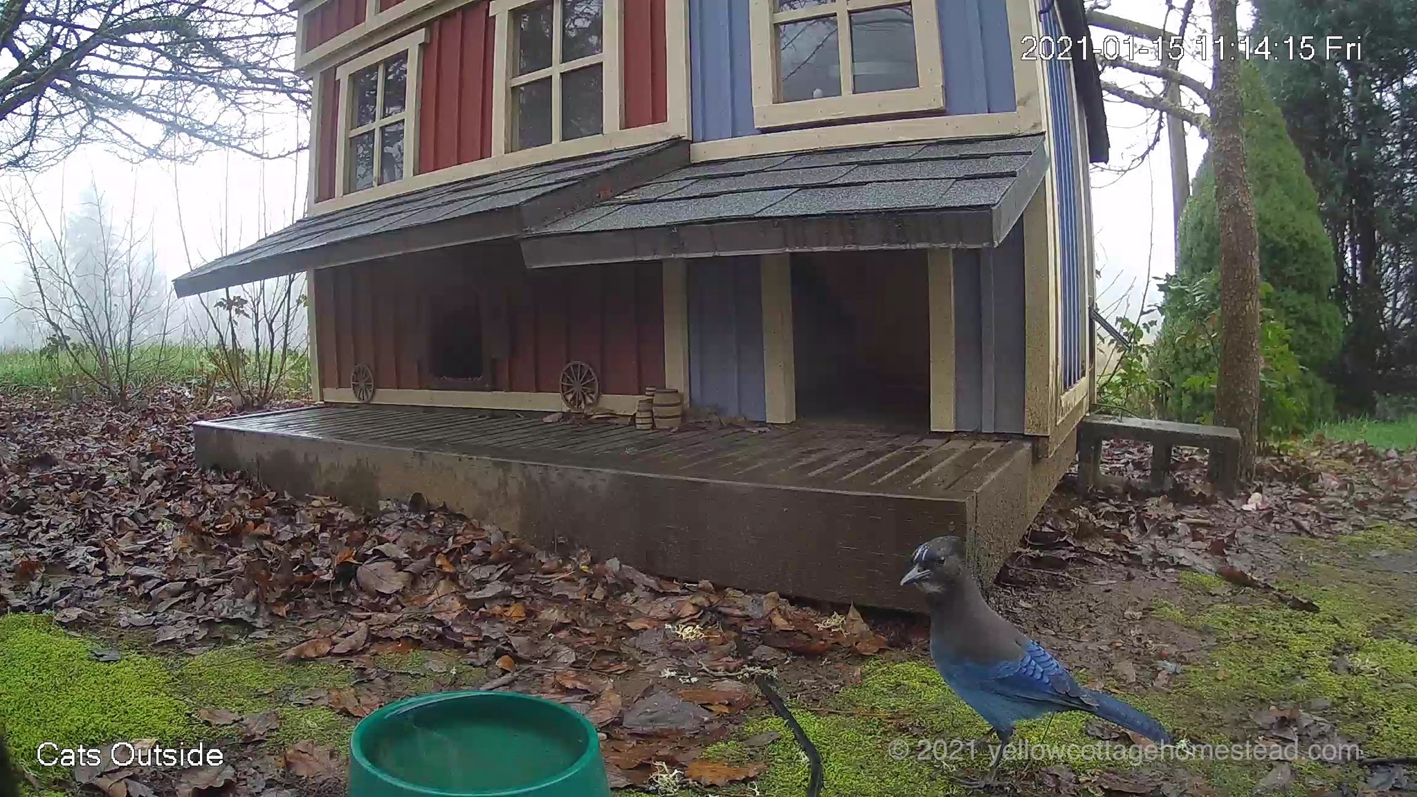 Steller's Jay