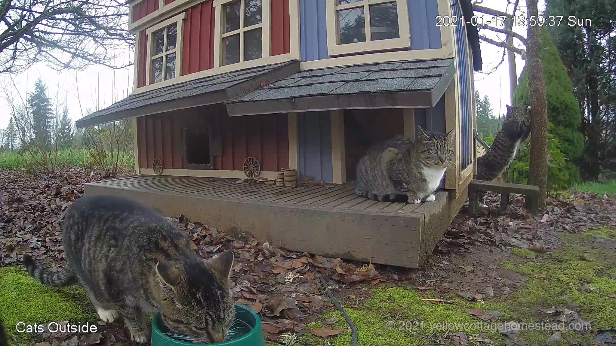 Three cats
