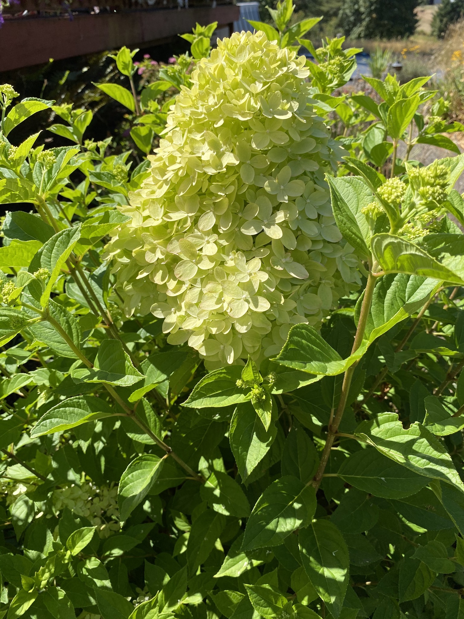 Limelight hydrangea