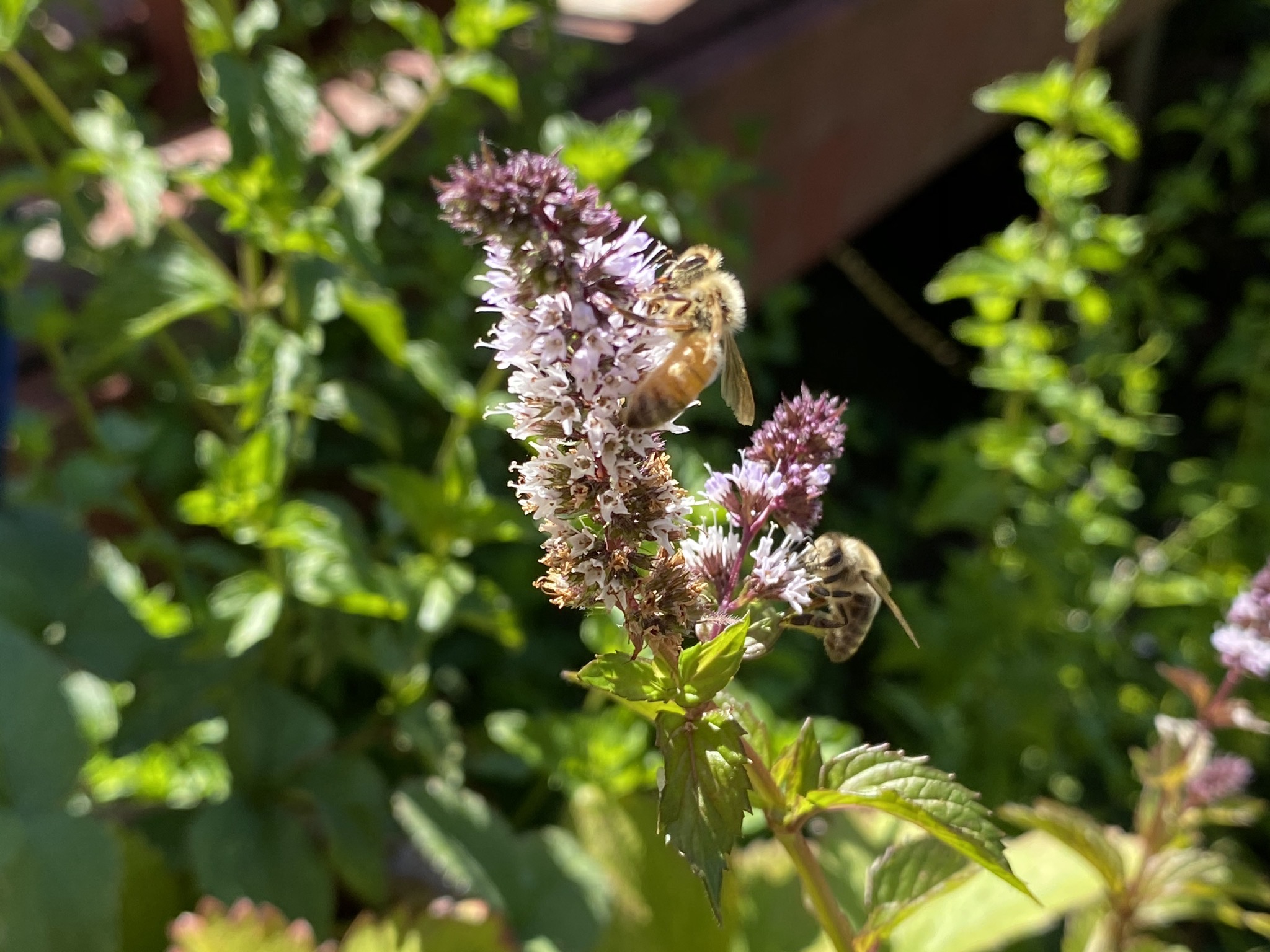 Peppermint and bees