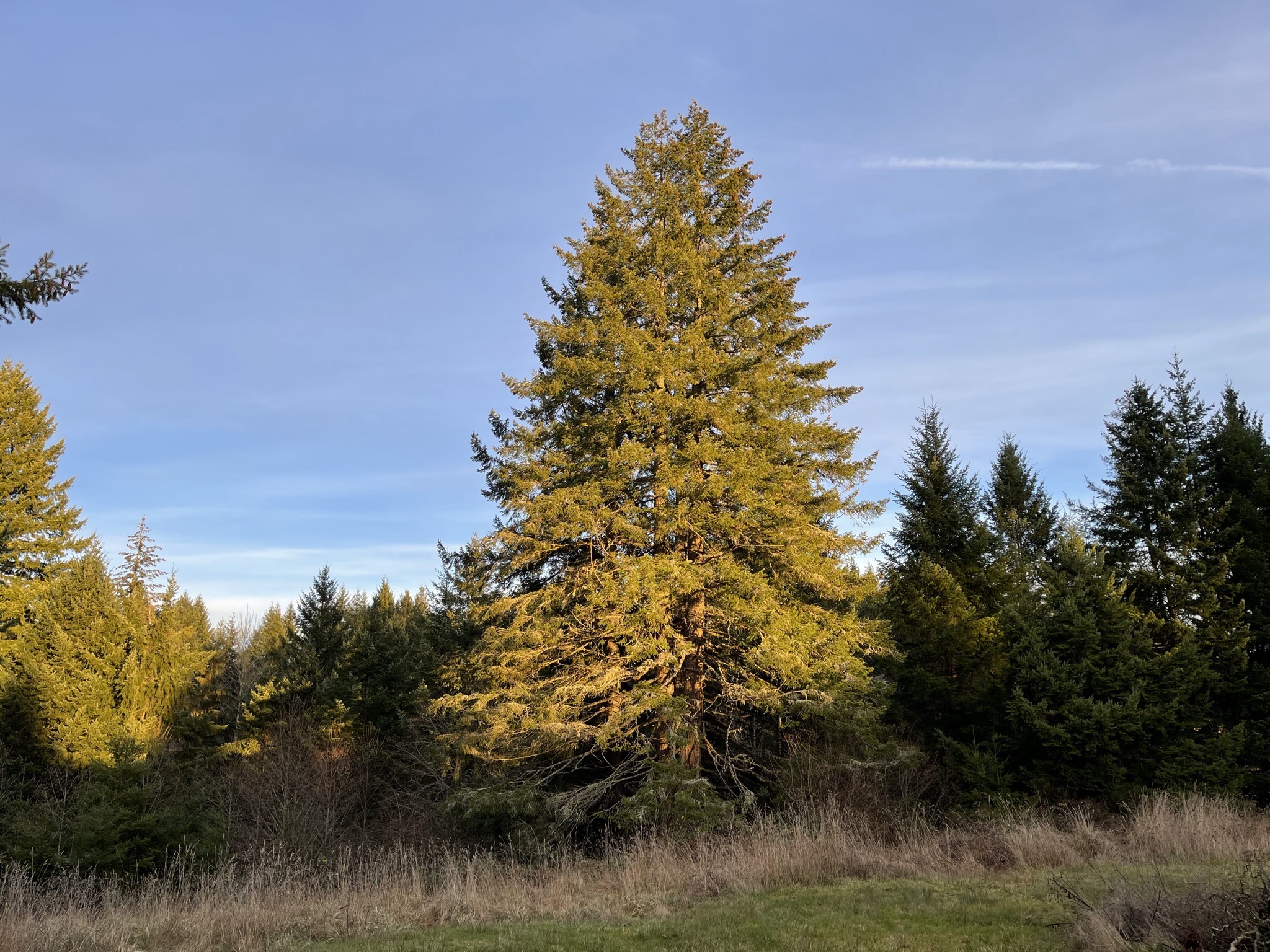 Trees