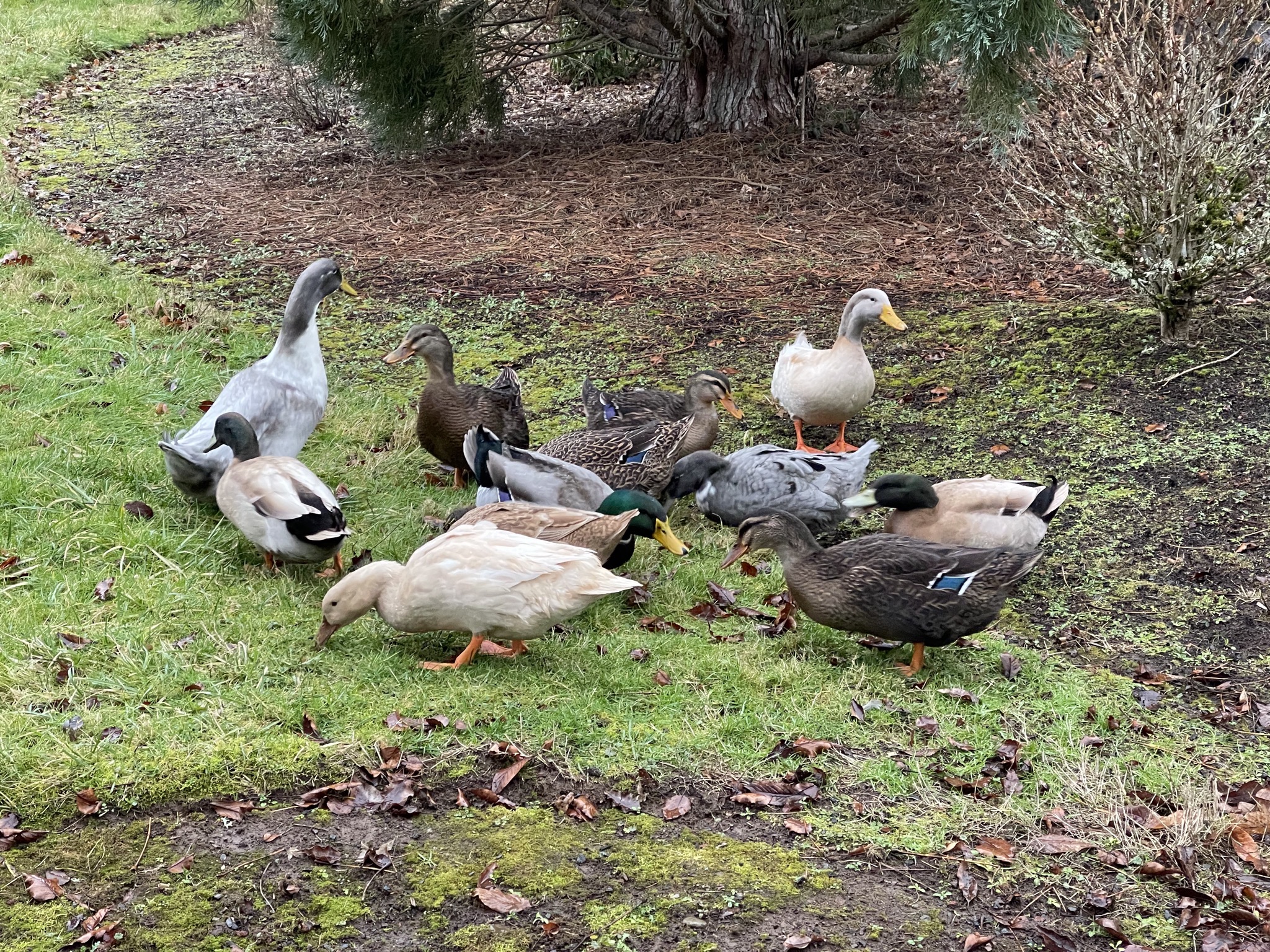 Ducks