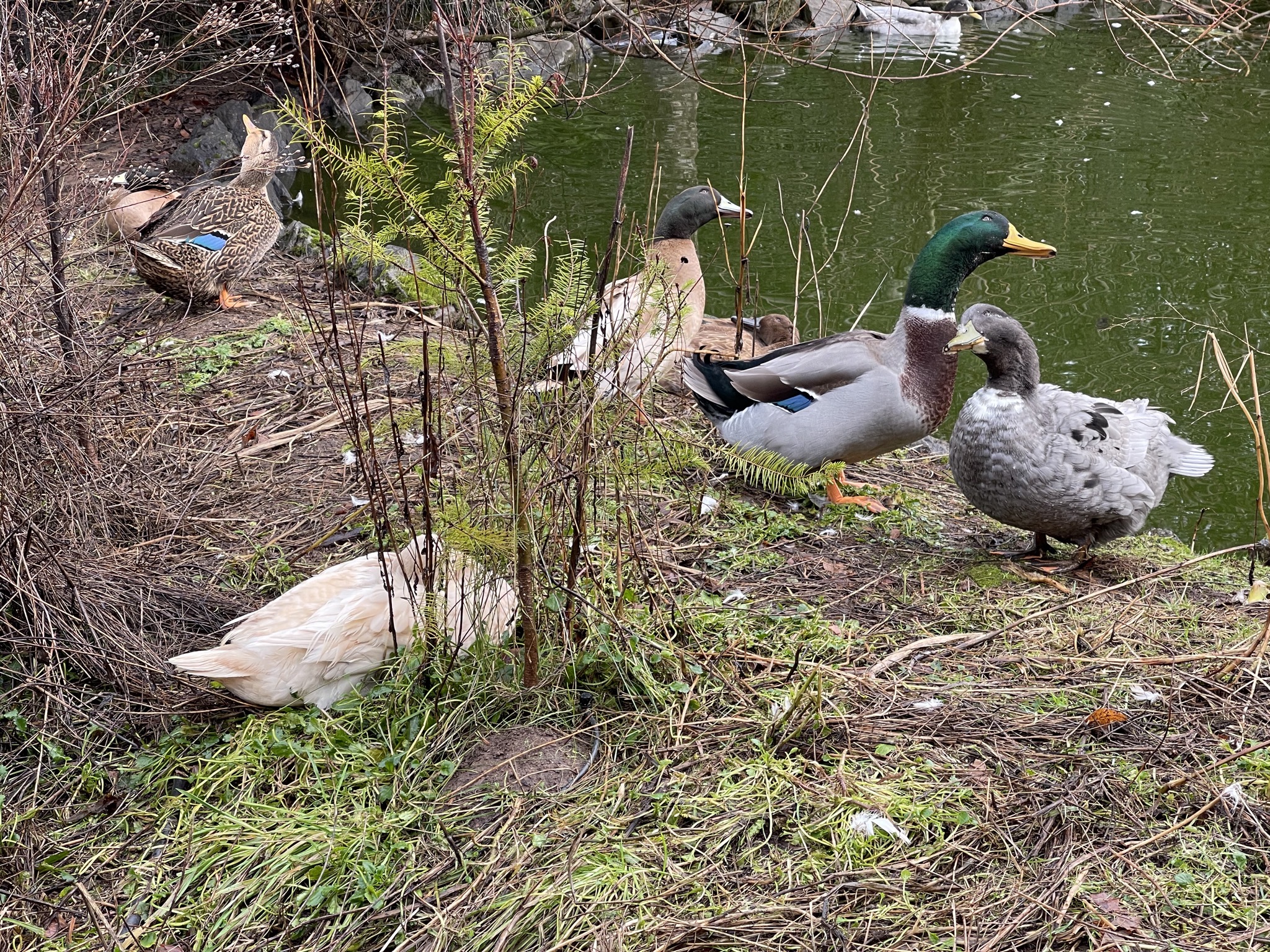 Ducks