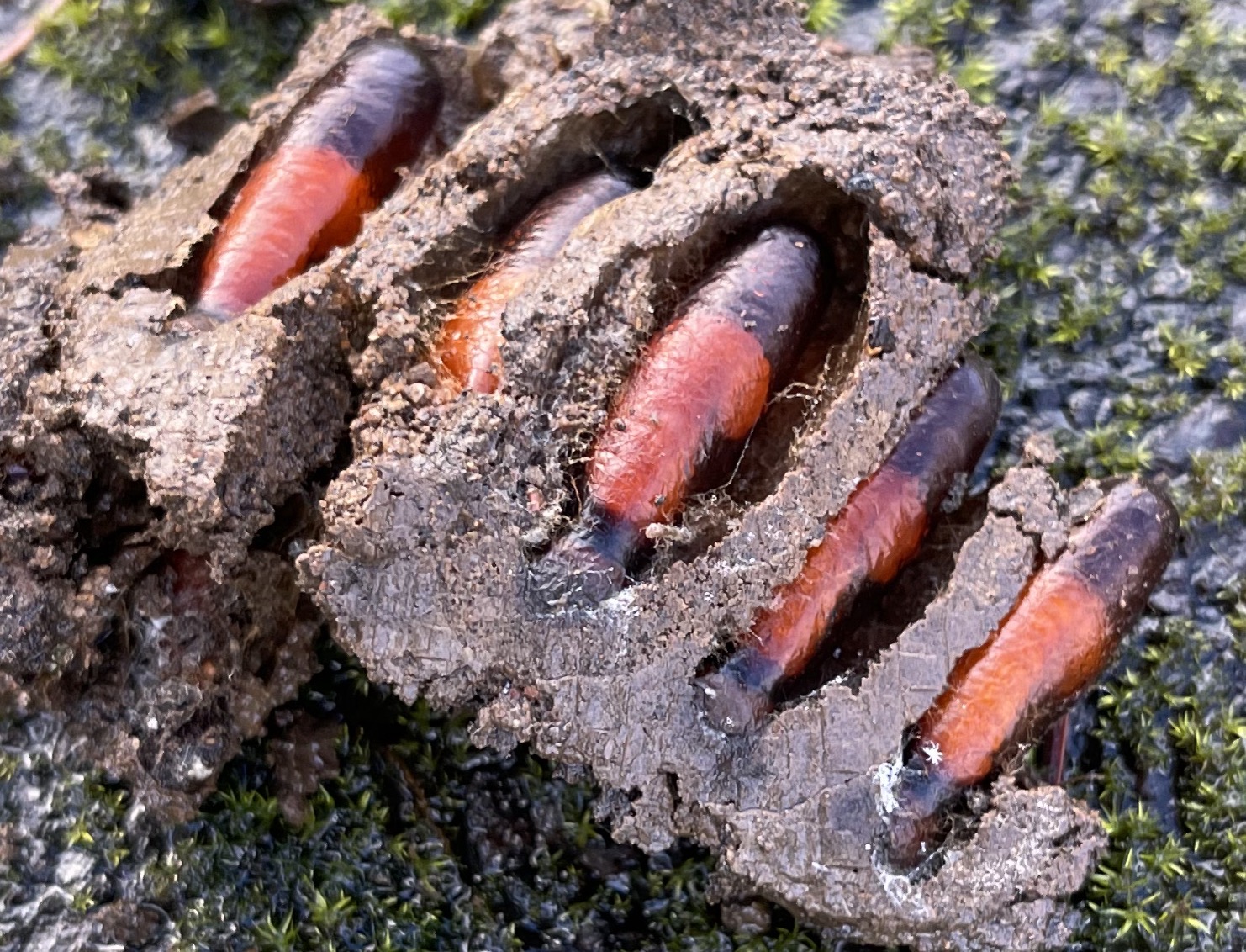 Larvae?