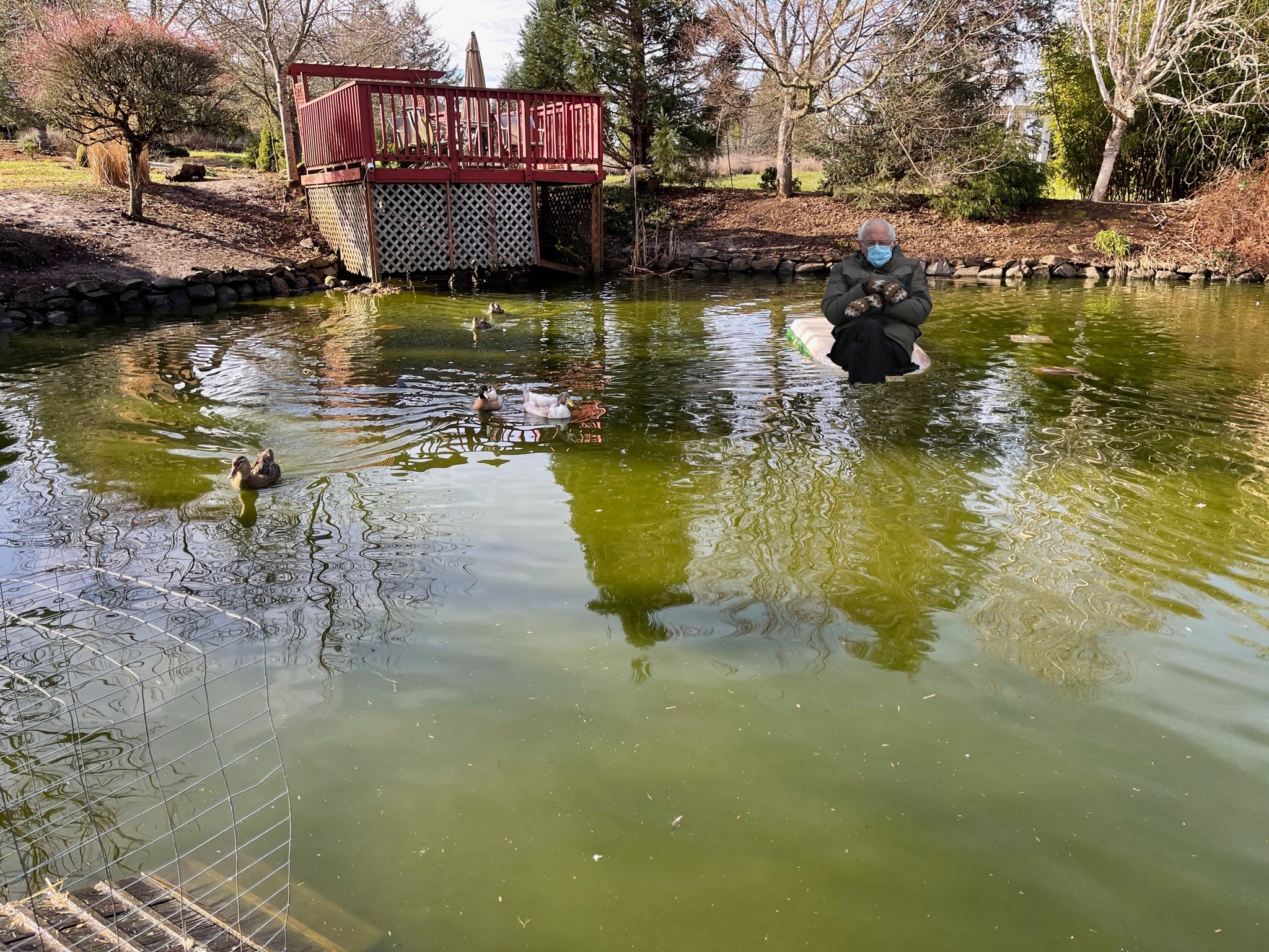 Bernie in the pond