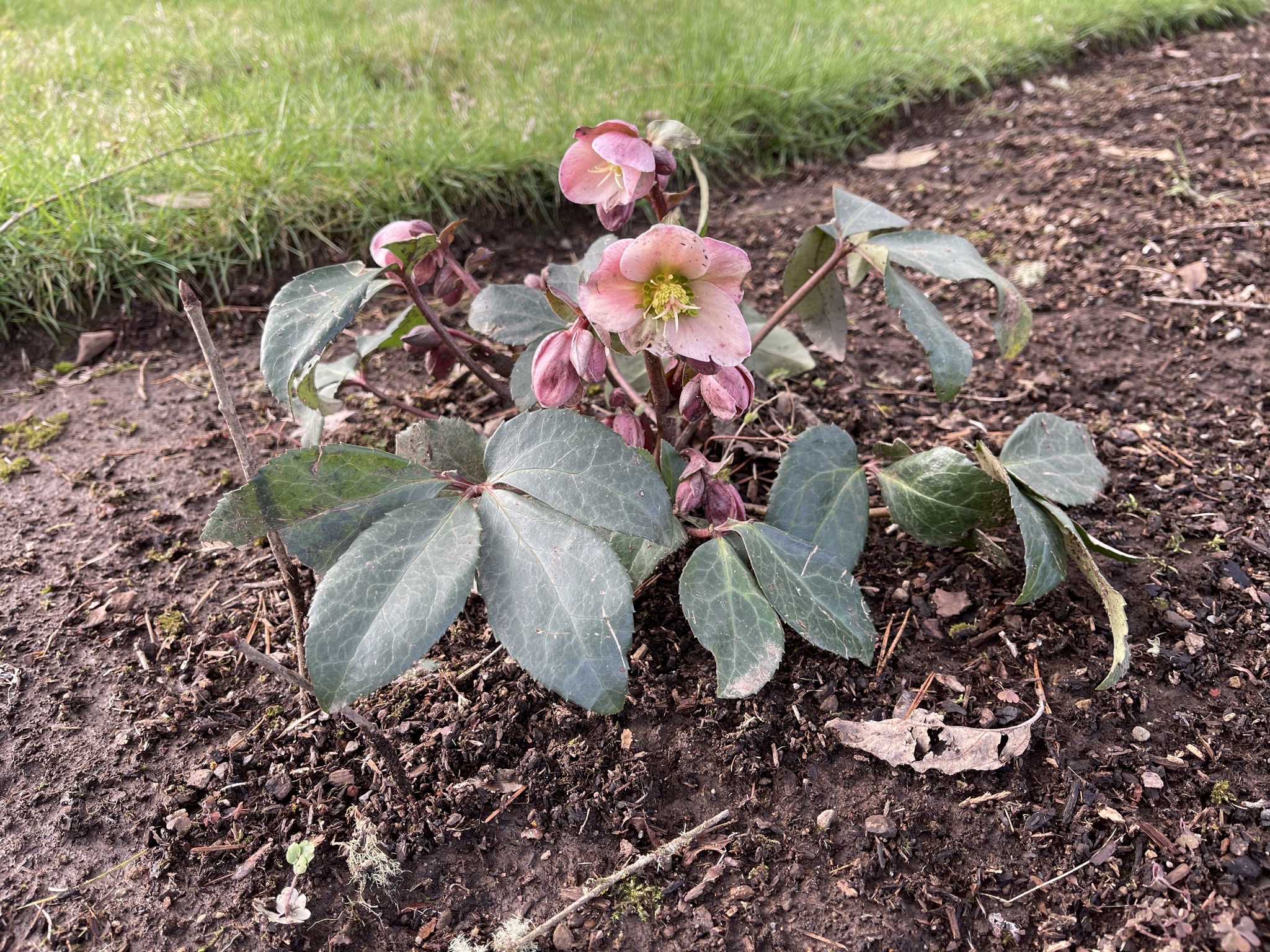 Hellebore