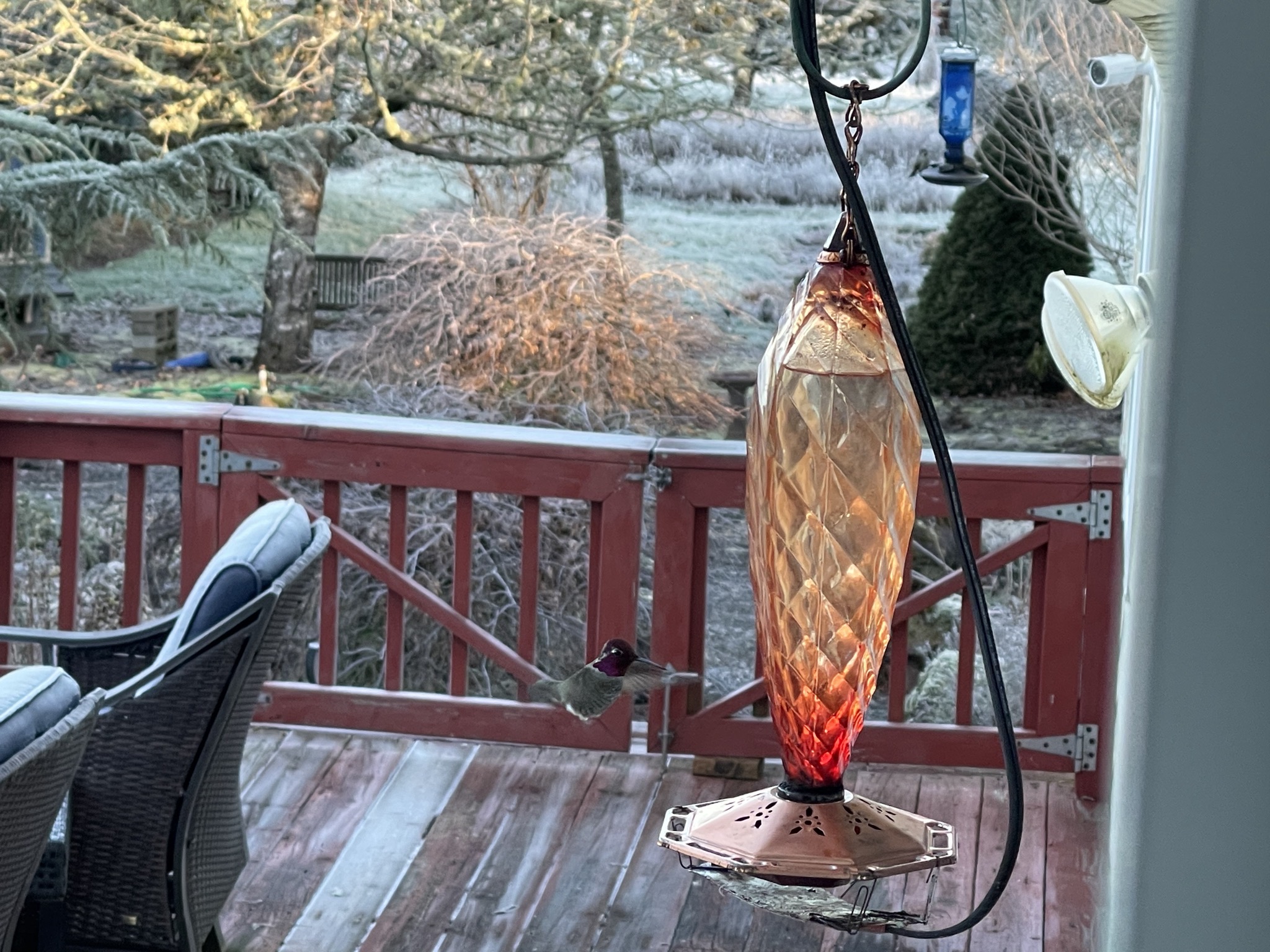 Hummingbird